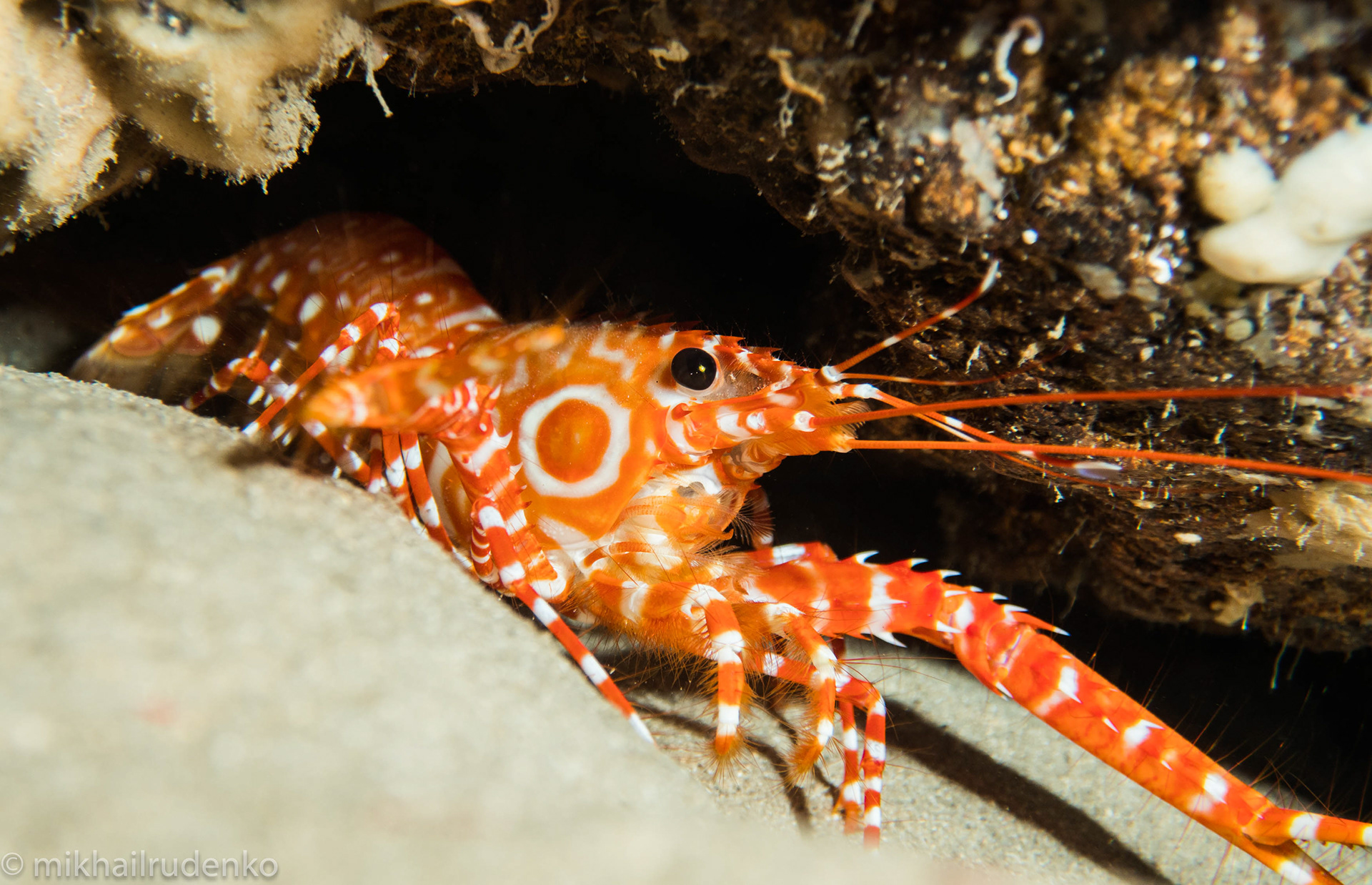 14. Bullseye Reef lobster