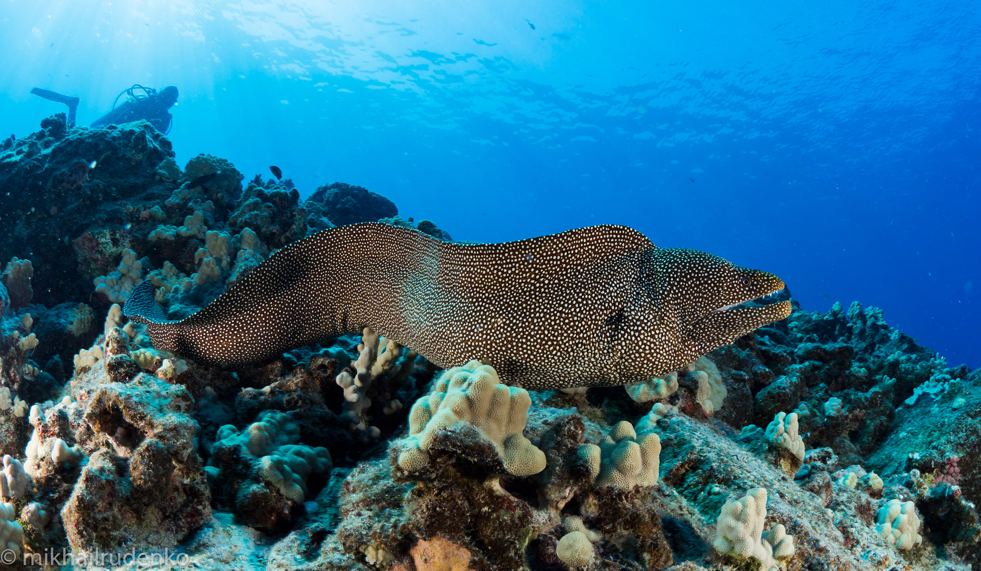 28. Whitemouth Moray