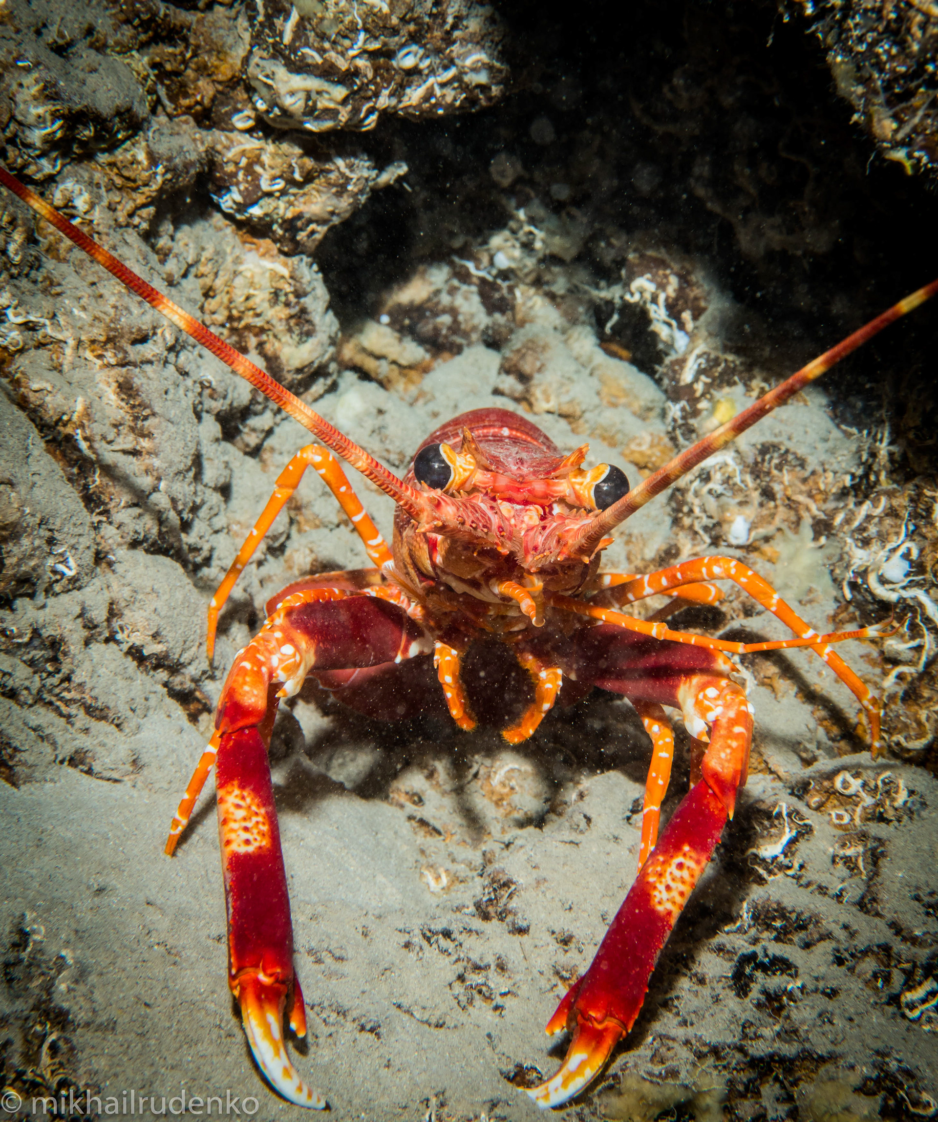 22. Long-Handed Spiny lobster