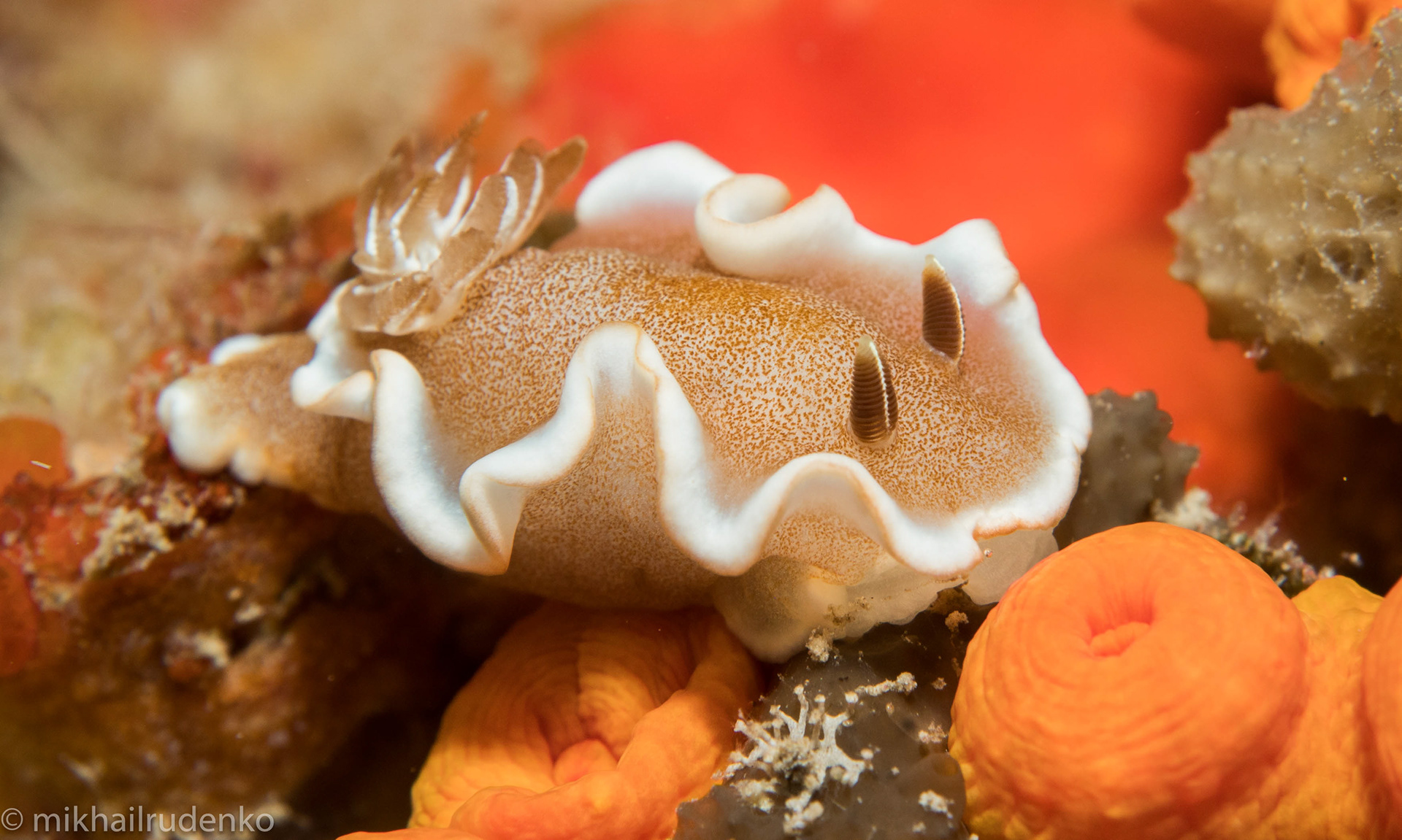 43. White-Margin nudi 