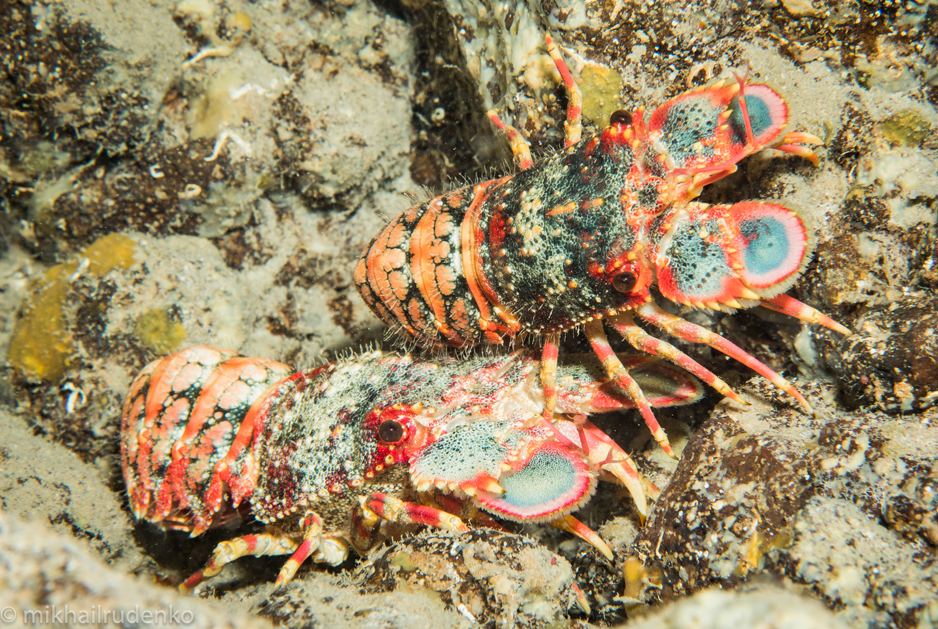 37. Two Regal slipper lobsters