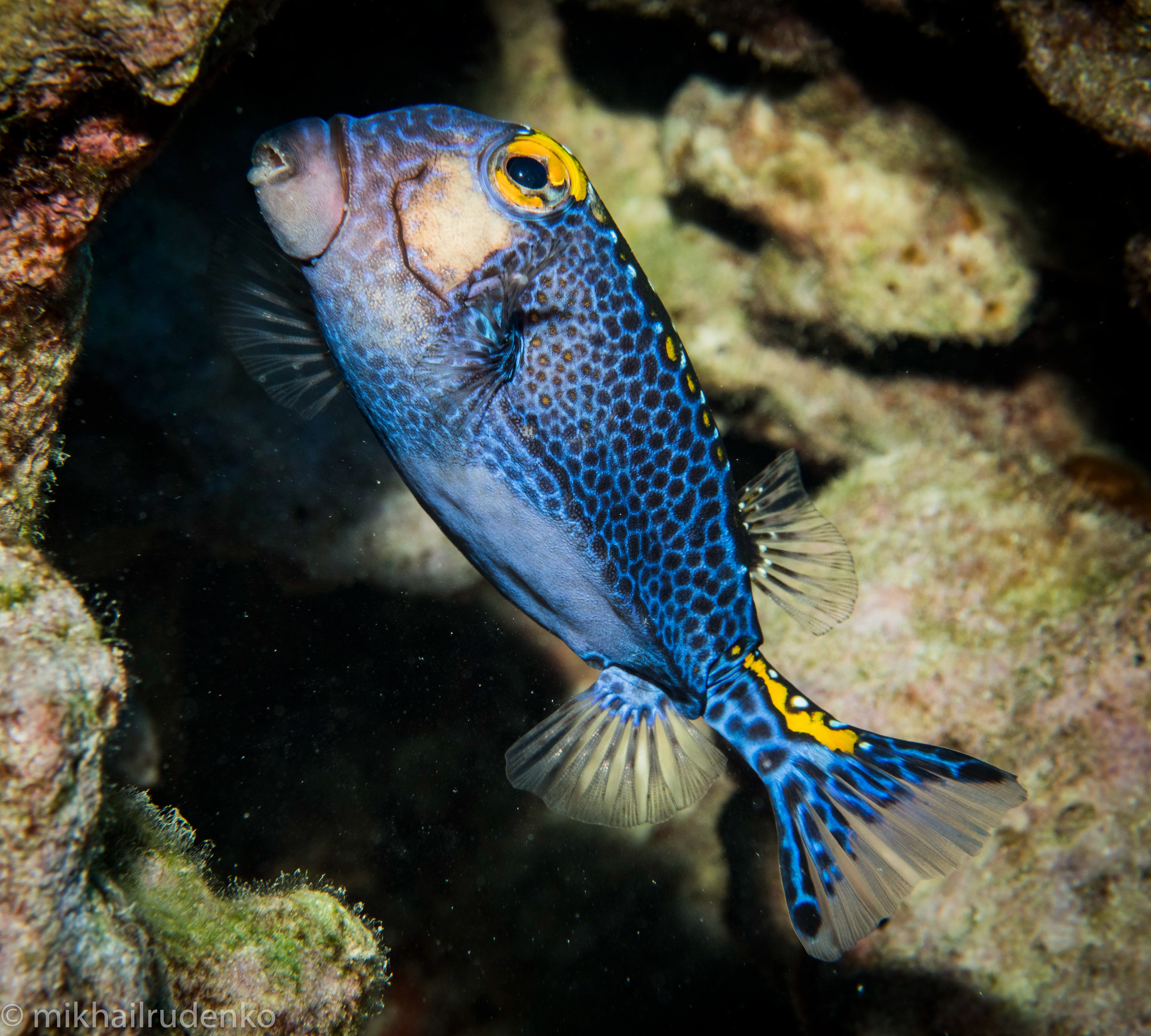 4. Spotted Boxfish