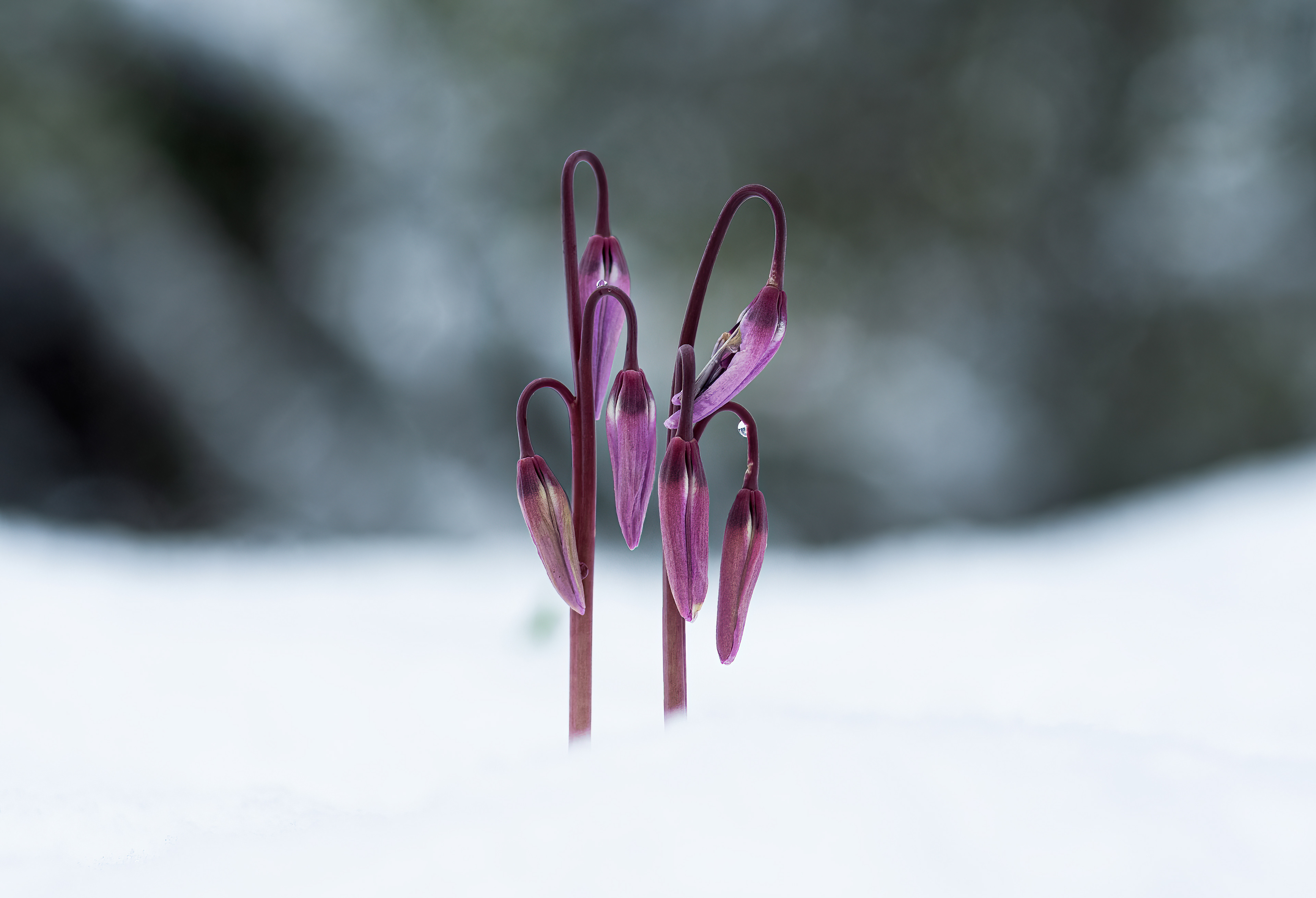 Hundszahnlilie - Botanischer Garten Würzburg - 02.04.2022 (Annahme in der Mainfränkischen Fotomeisterschaft 2022)