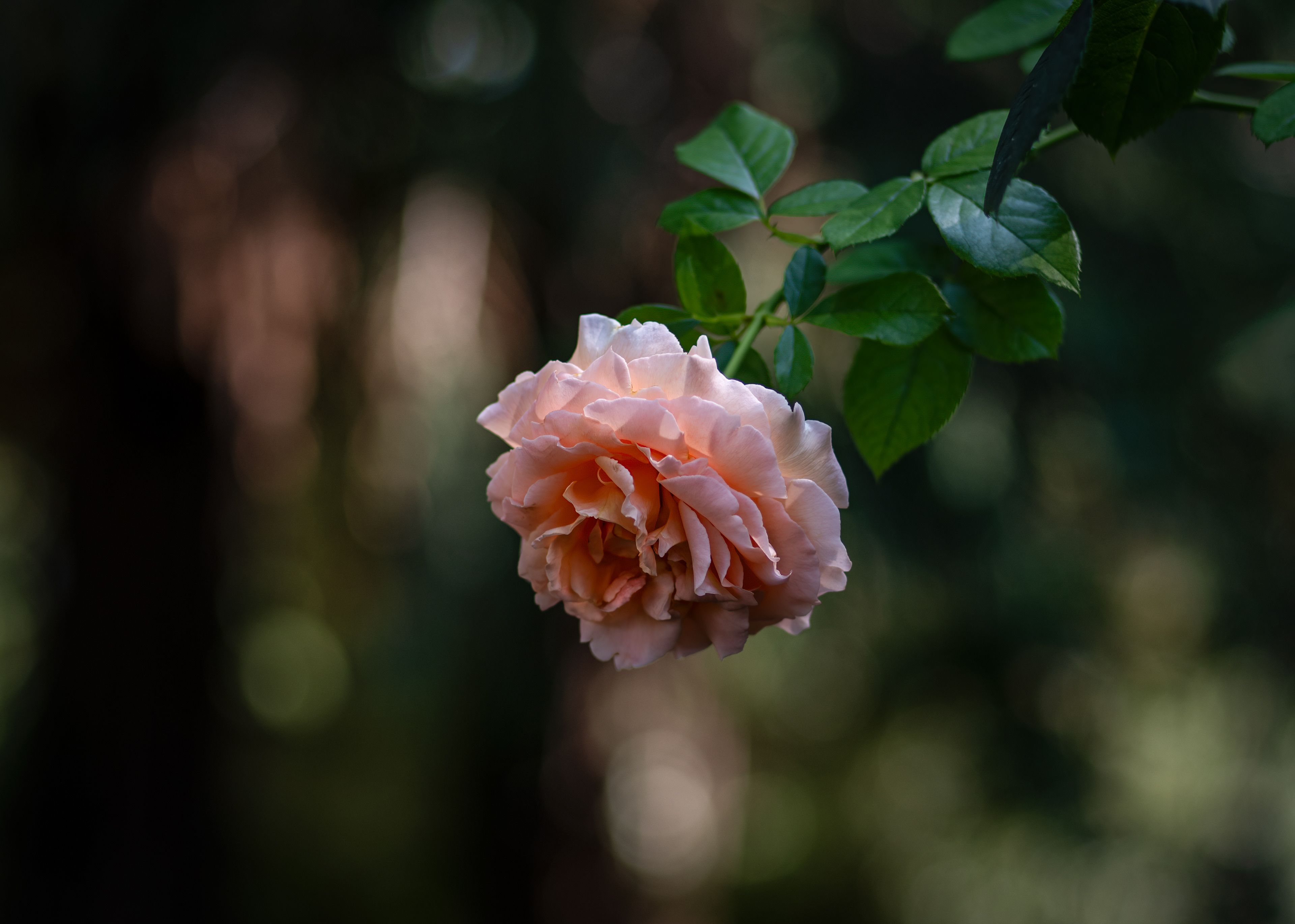 Rose - Palmengarten Frankfurt - 24.08.2023