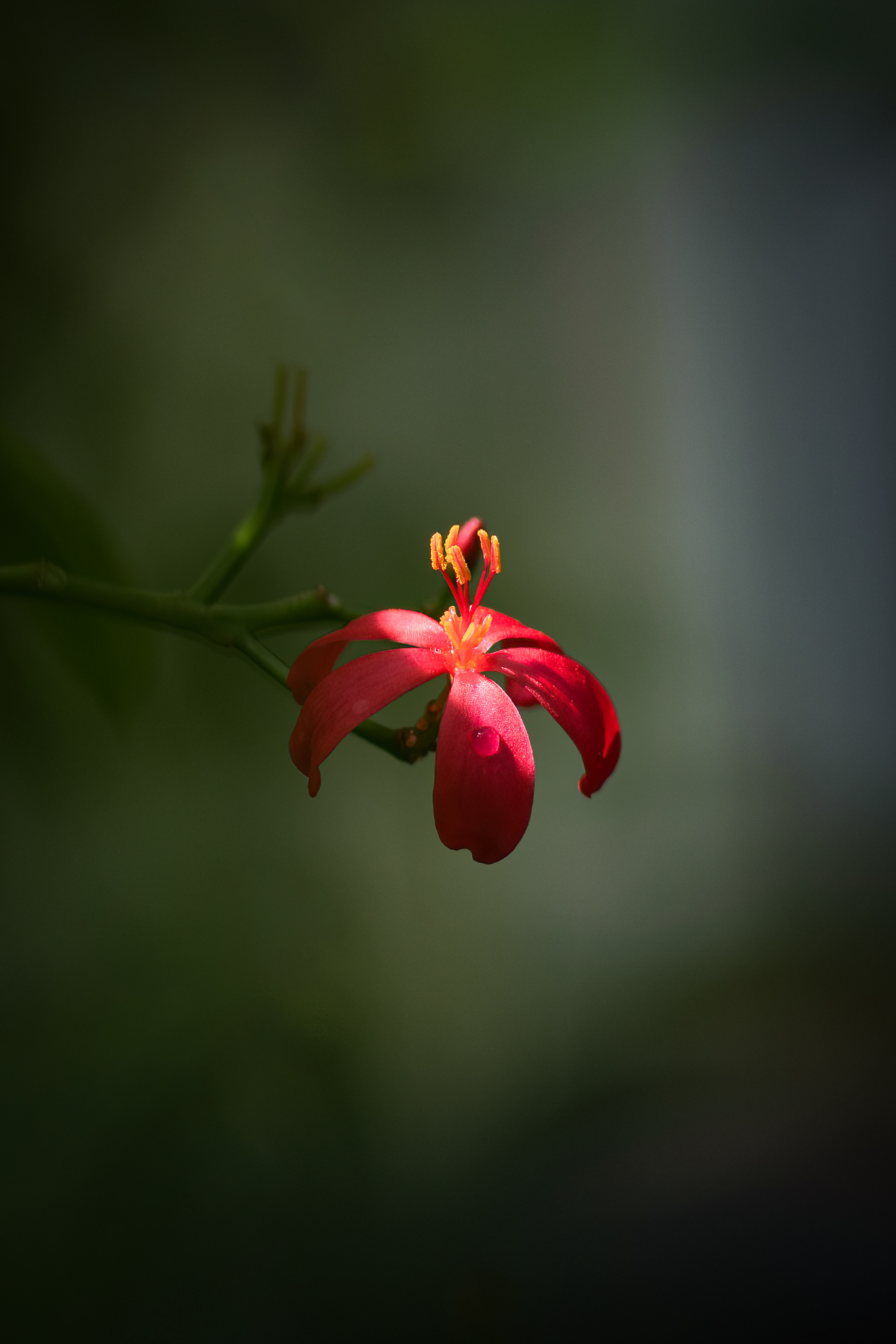 Blütenzauber - Palmengarten Frankfurt - 21.05.2023 (Annahme in der Mainfränkischen Fotomeisterschaft 2023)