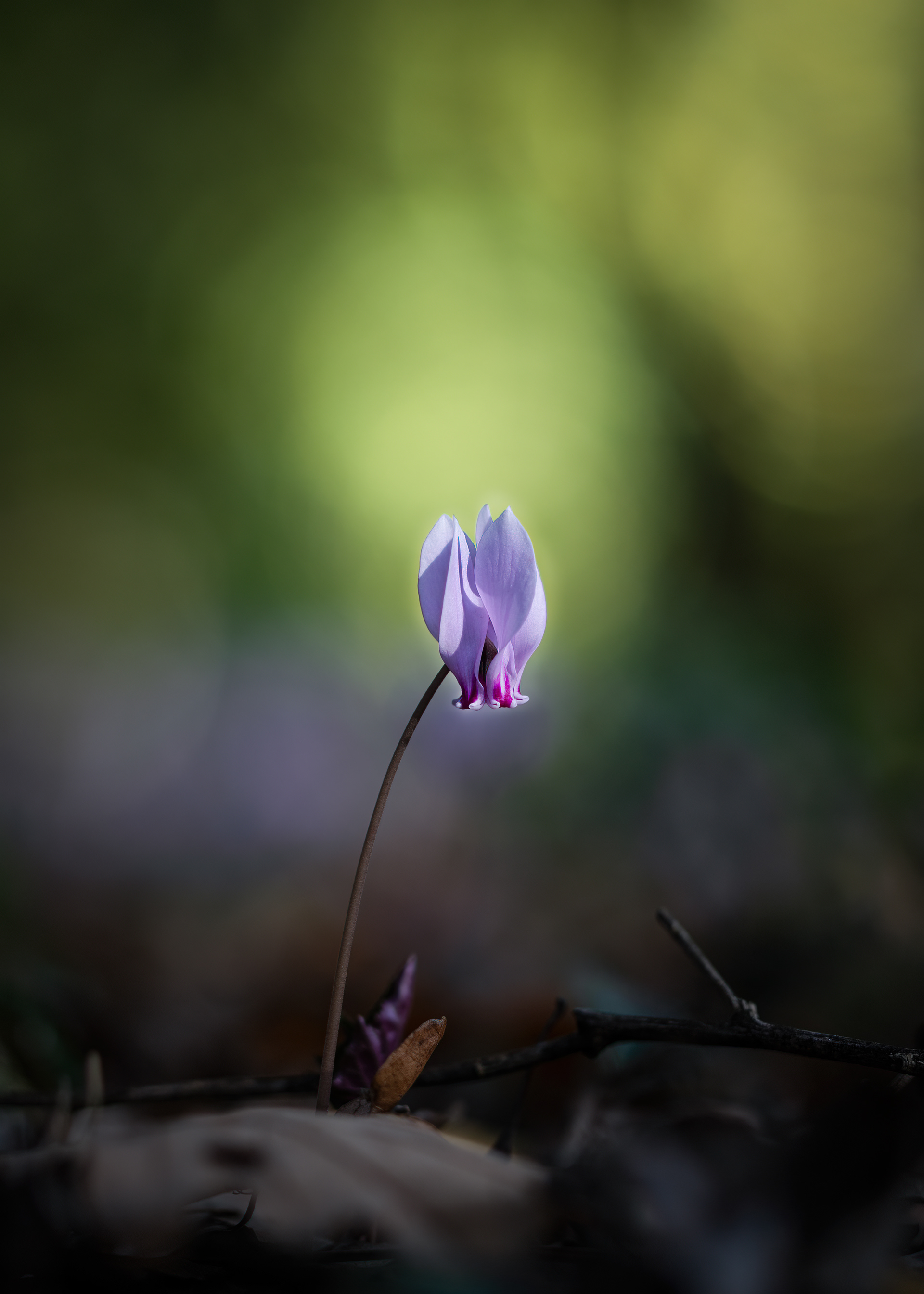 Alpenveilchen - Botanischer Garten Würzburg - 16.10.2023