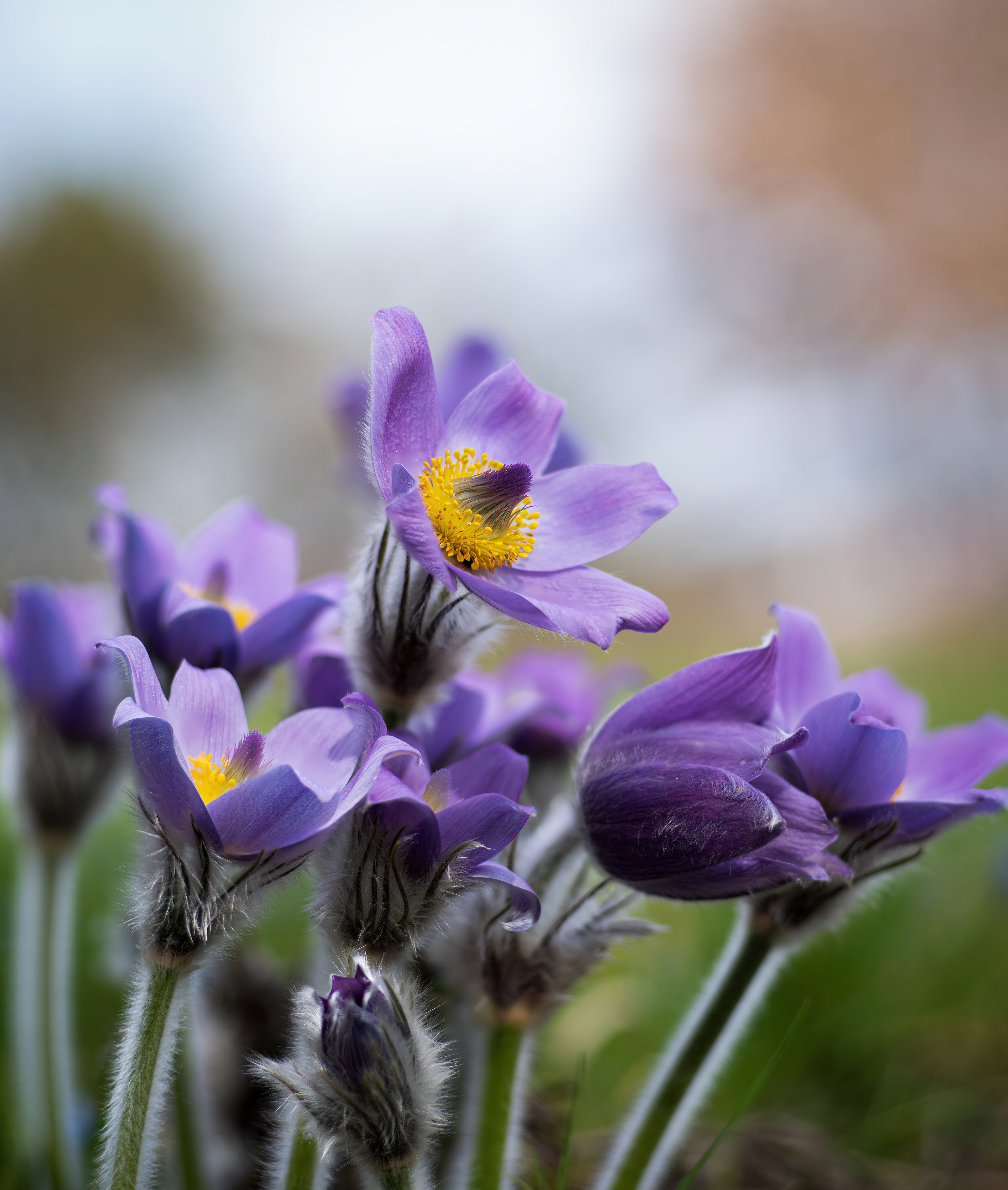 Küchenschelle - Botanischer Garten Würzburg - 22.03.2023