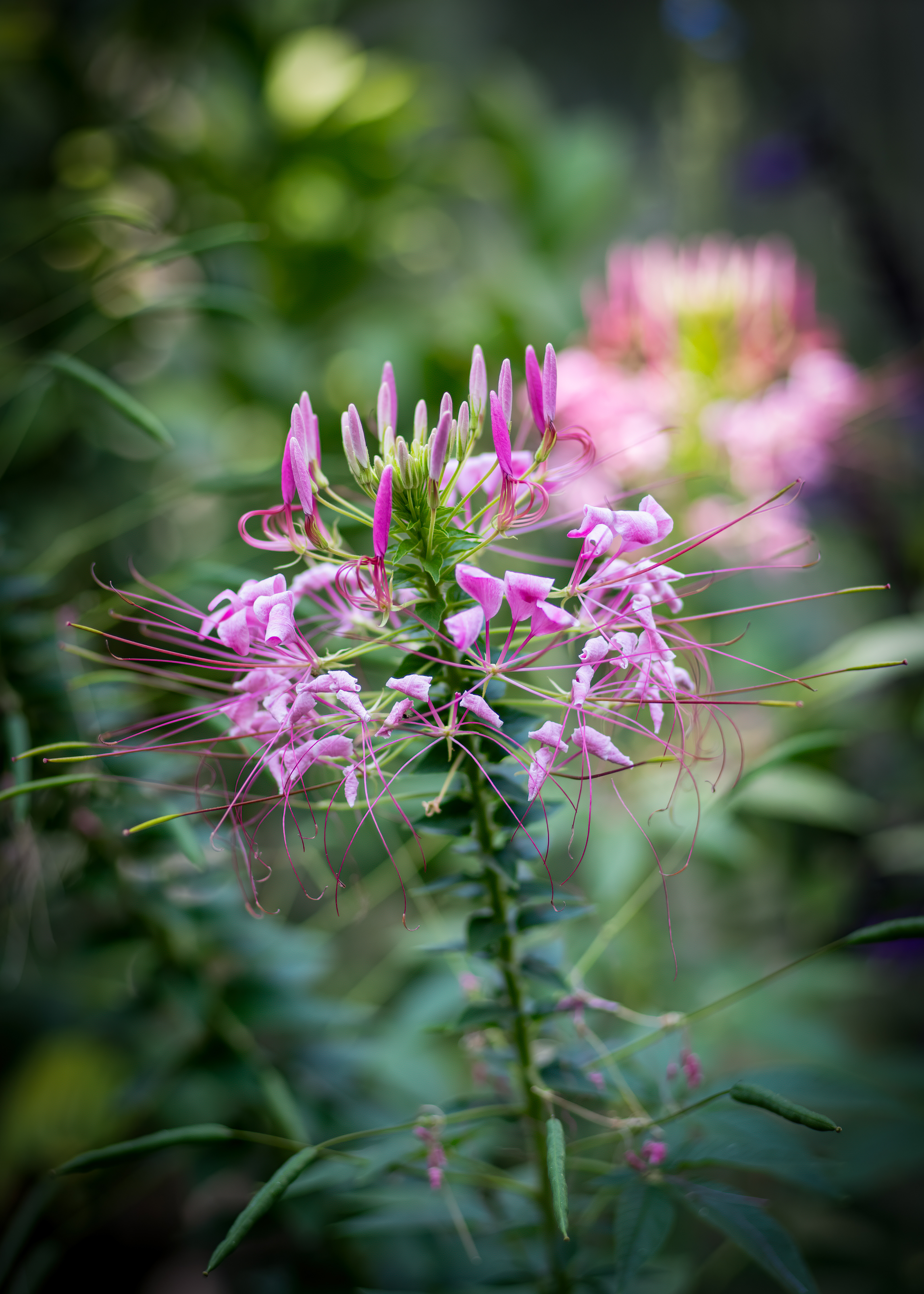 Spinnenblume (Cleome) - Palmengarten Frankfurt - 24.08.2023