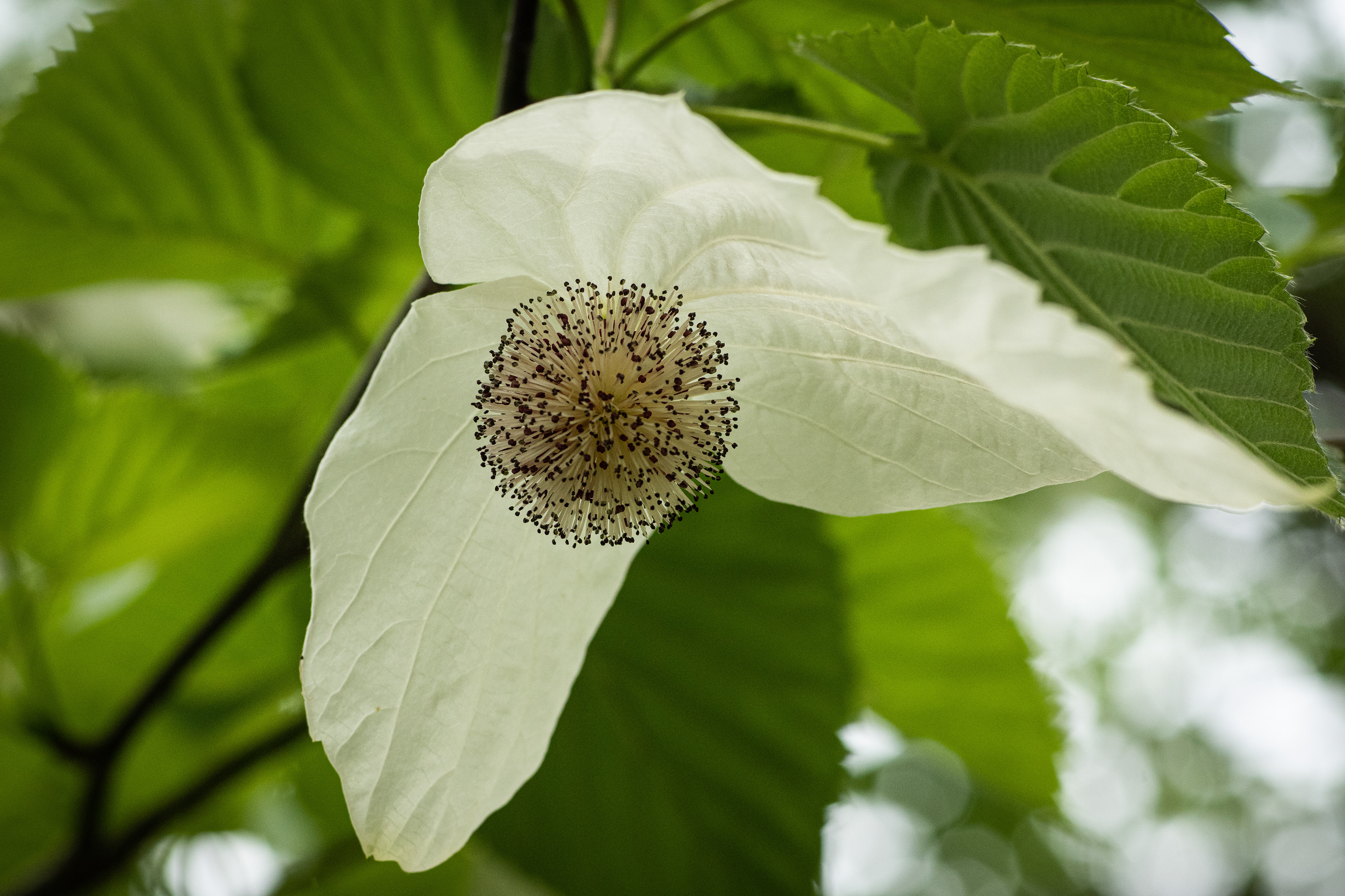 Taschentuchbaum - Palmengarten Frankfurt - 29.04.2022