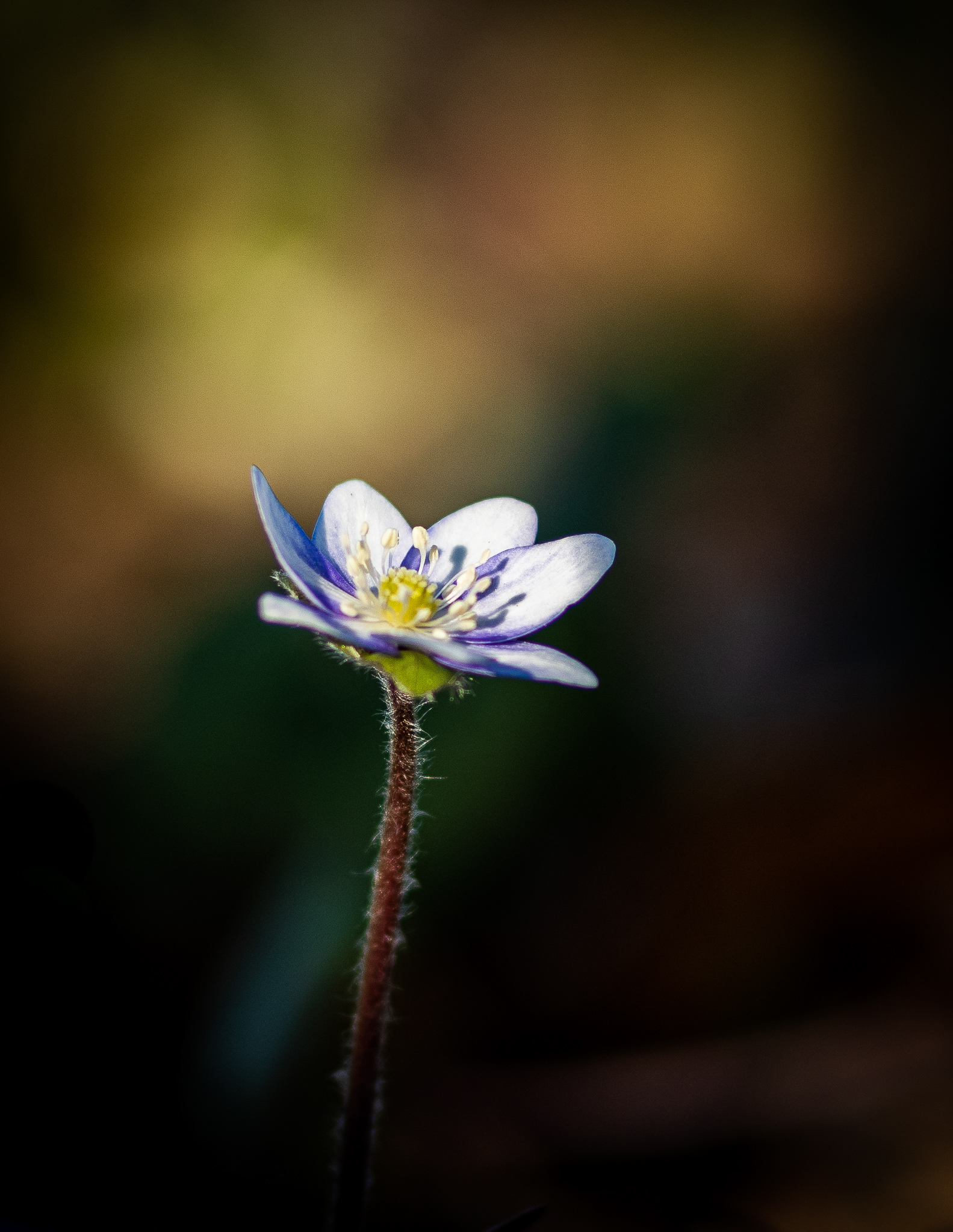 Erbeere - Botanischer Garten Würzburg - 10.03.2022