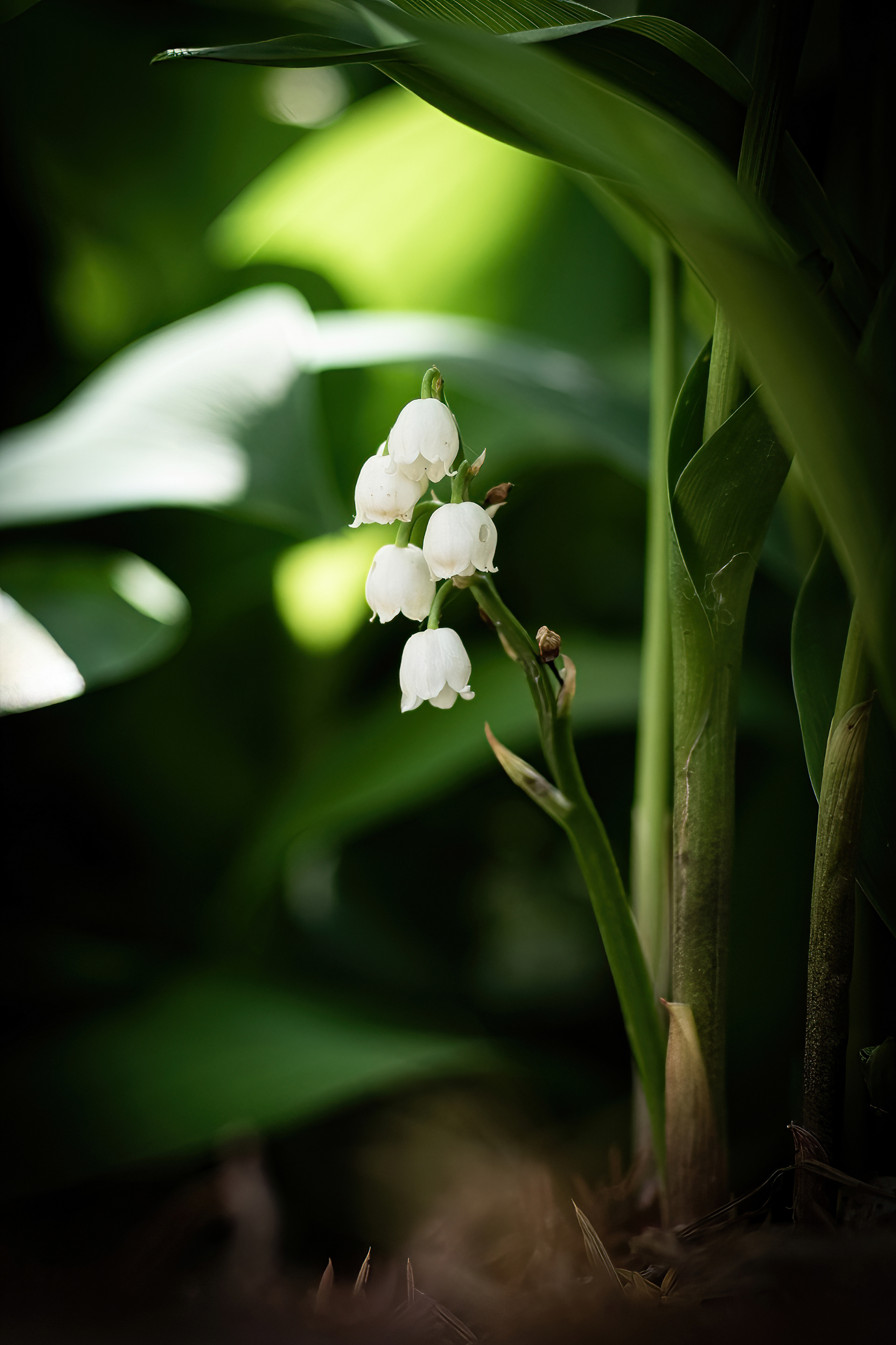 Maiglöckchen - Botanischer Garten Würzburg - 14.05.2023