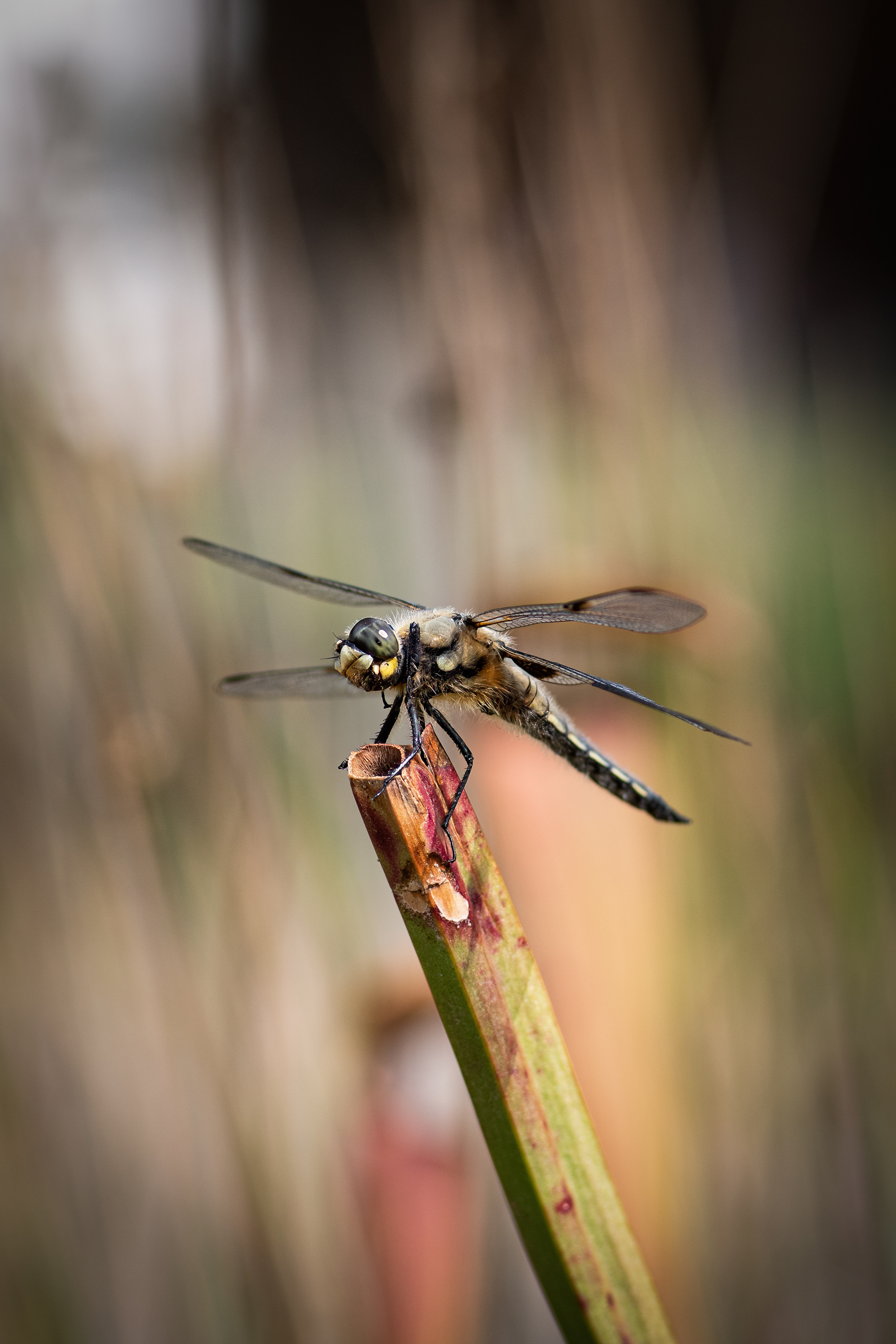 Libelle - Botanischer Garten Würzburg - 08.06.2023