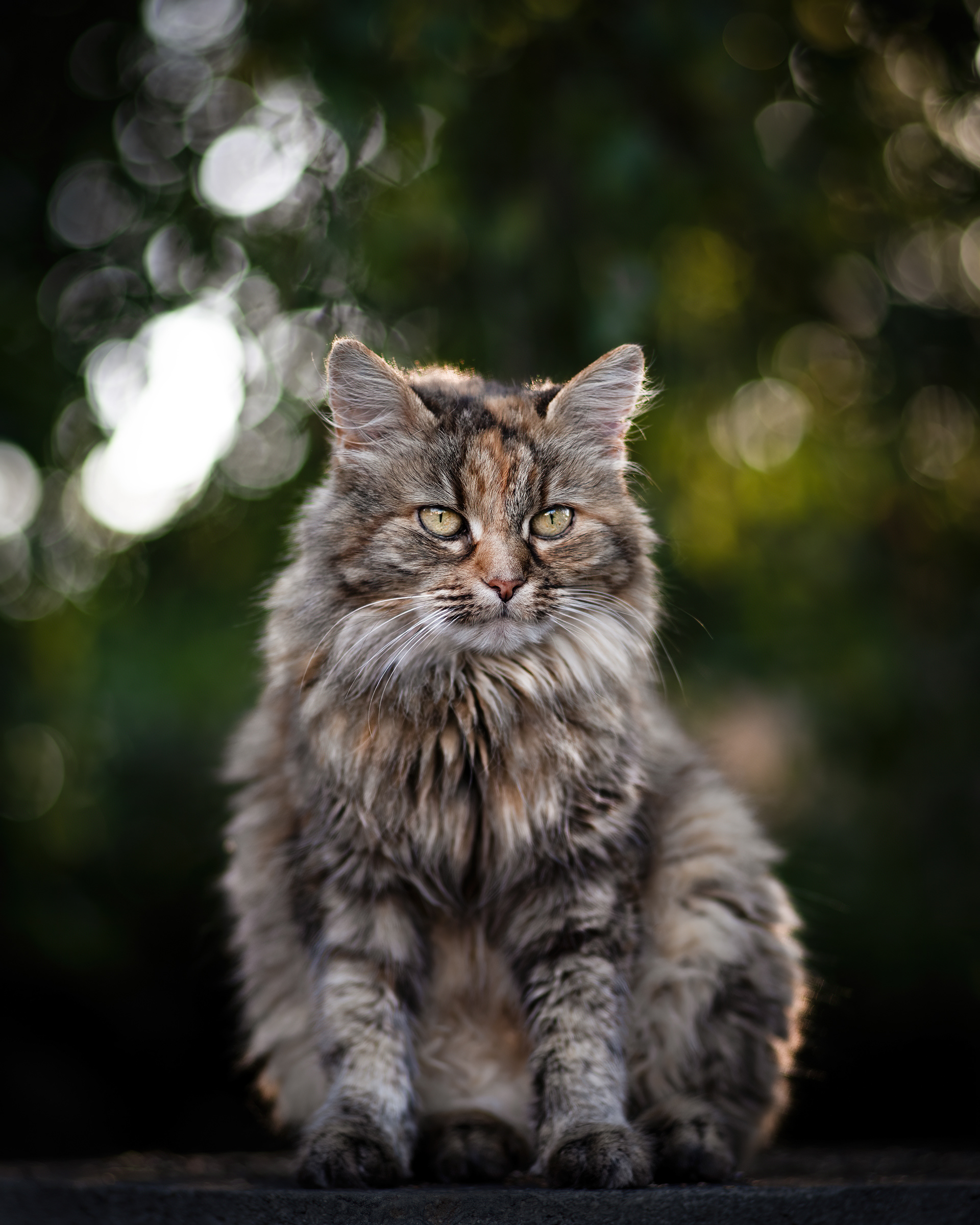 Maine-Coon-Katze / Amerikanische Waldkatze - Würzburg - 10.09.2023