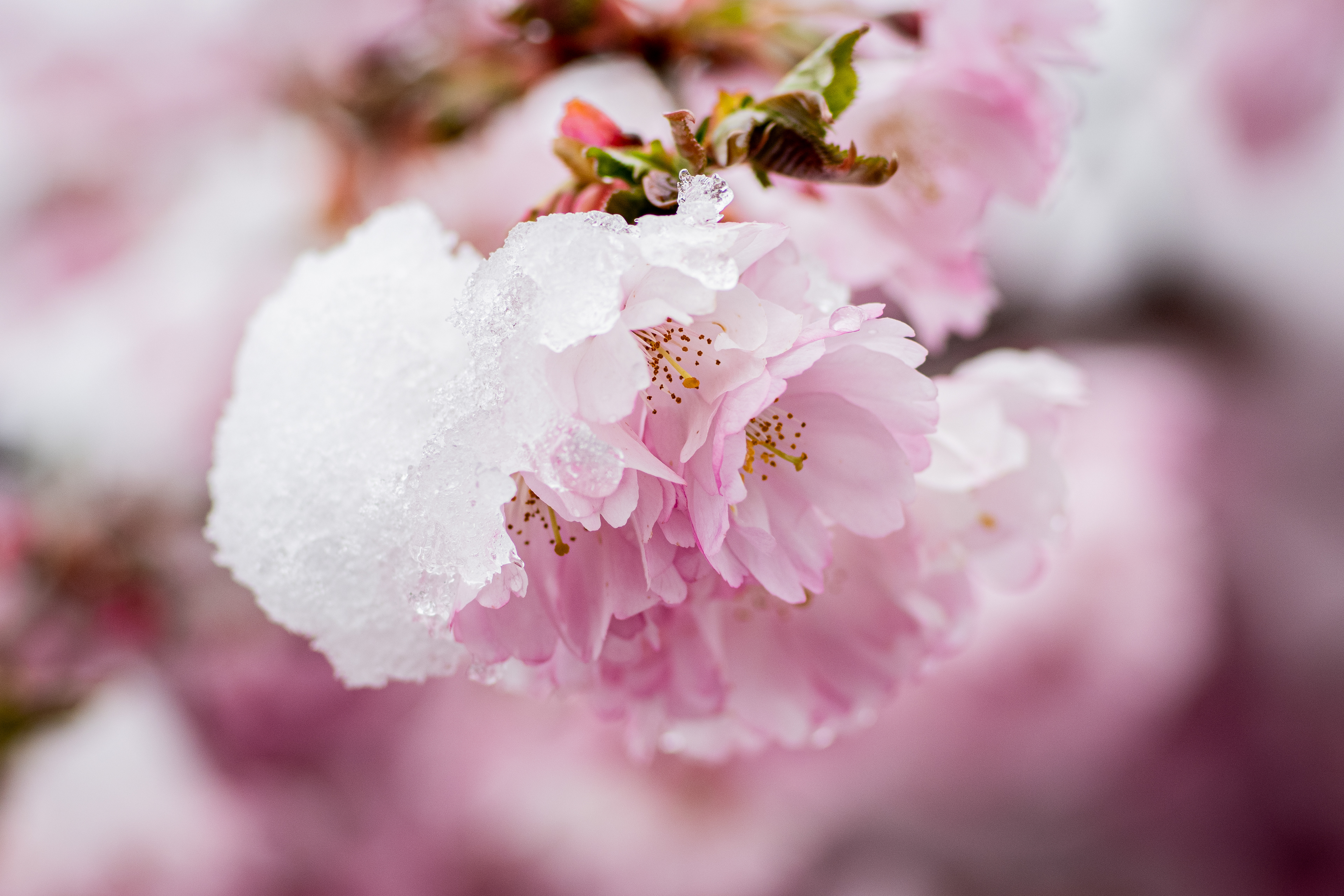 Winter - Botanischer Garten Würzburg - 03.04.2022
