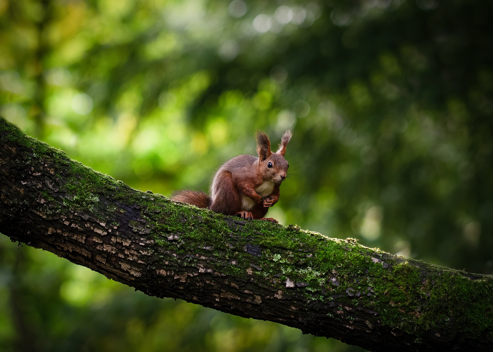 Eichhörnchen - Palmengarten Frankfurt - 26.10.2023
