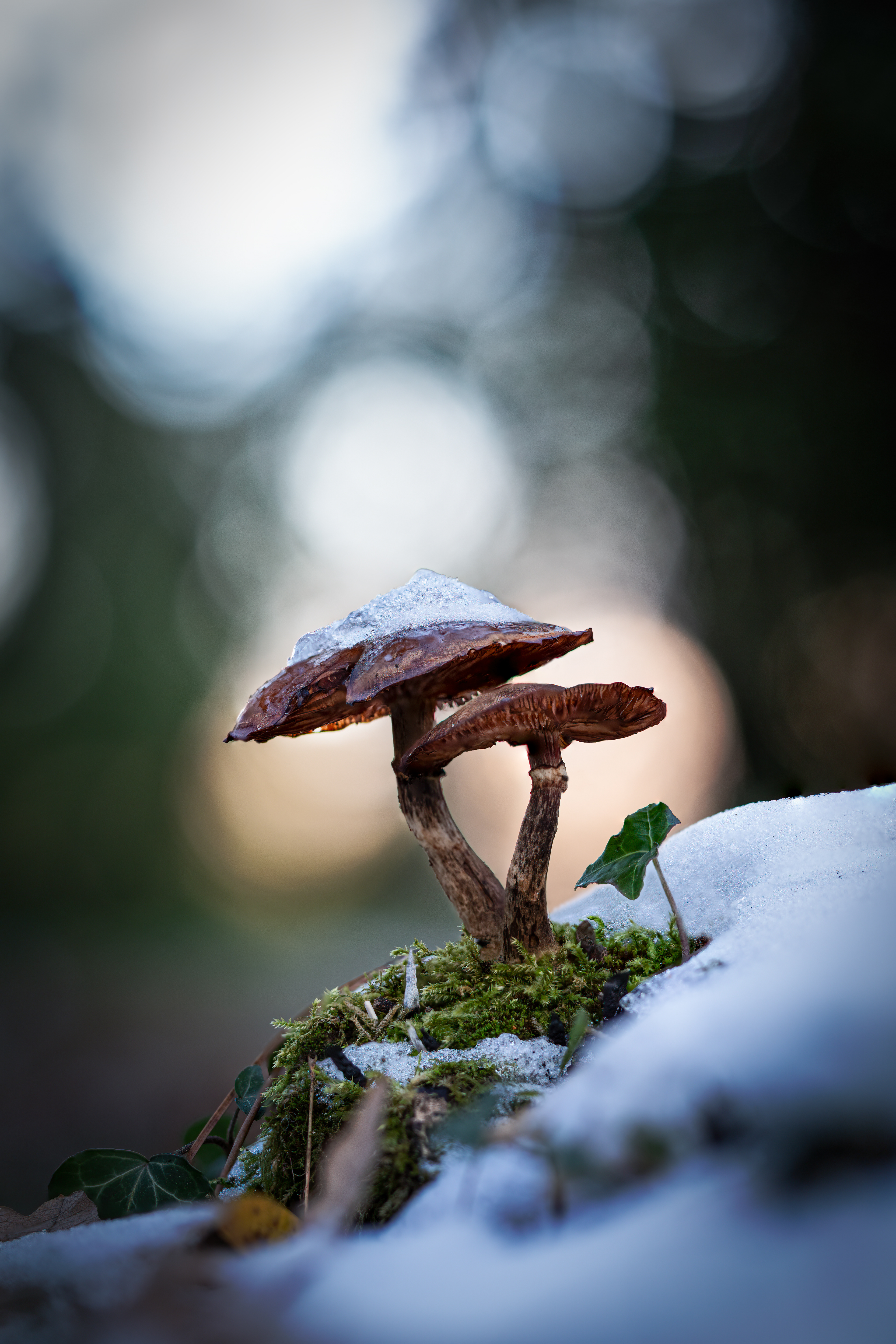 Pilze - Botanischer Garten Würzburg - 03.12.2023