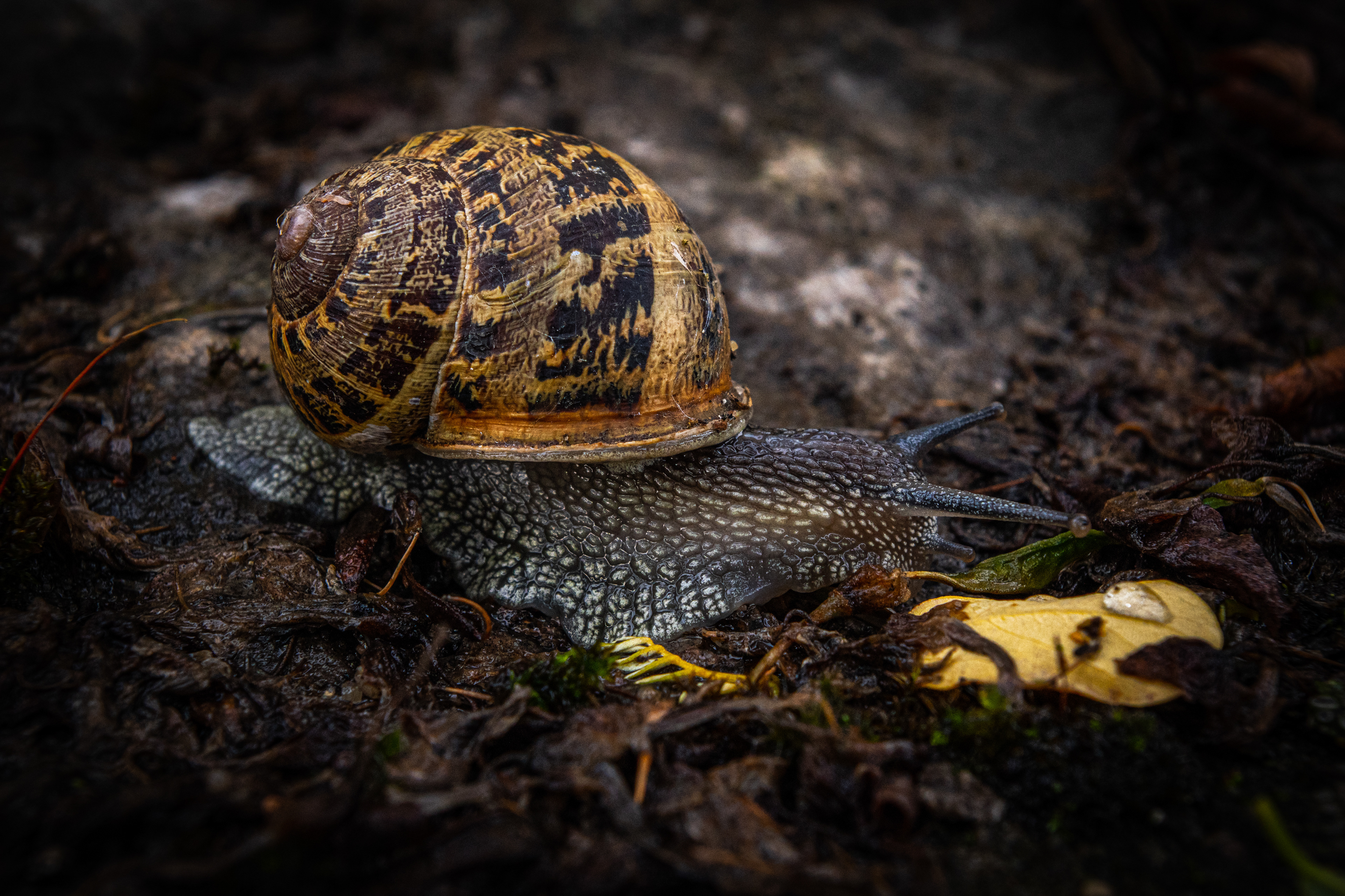 Schnecke - Würzburg - 04.07.2021