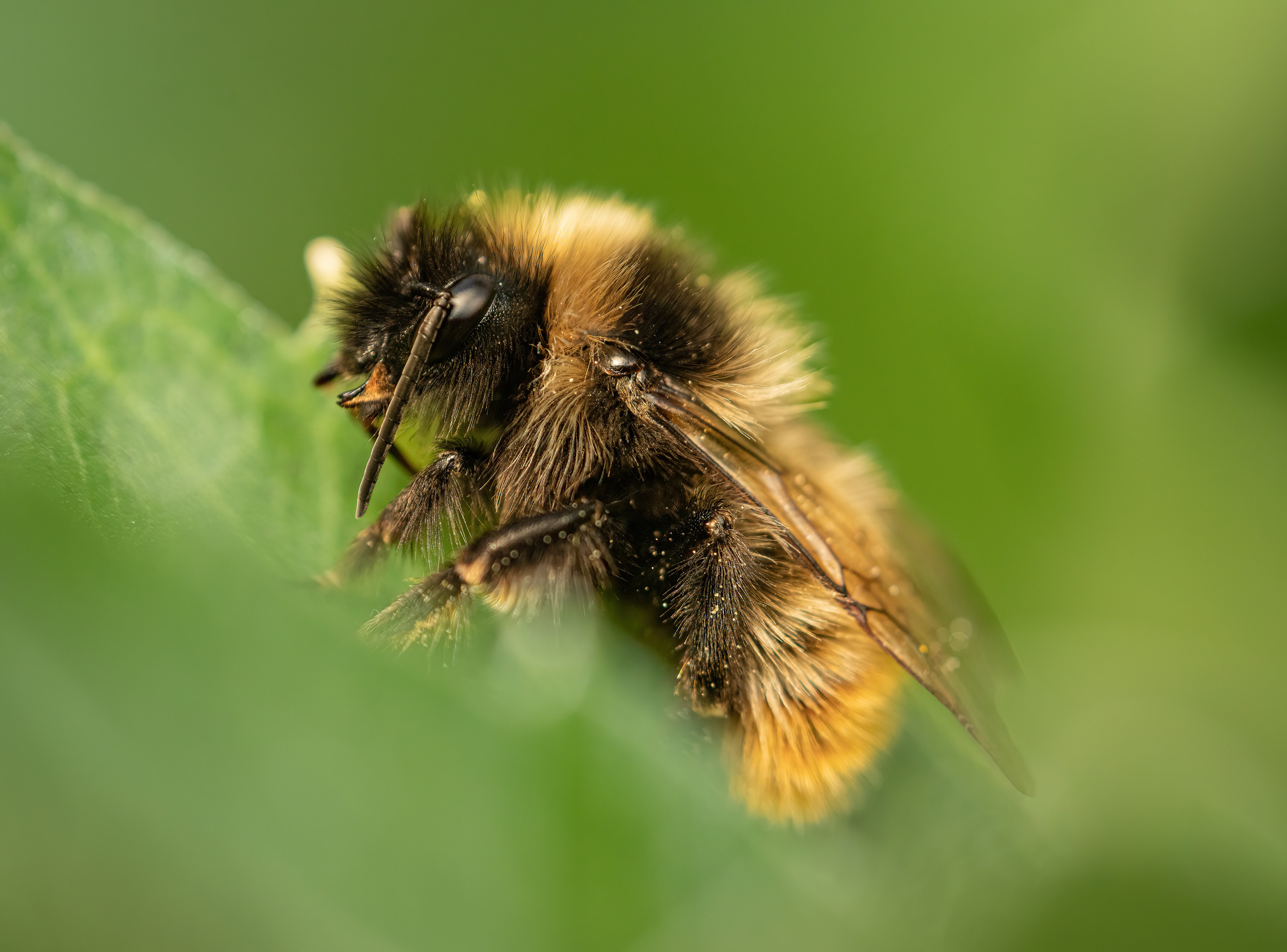 Hummel - Alte Landesgartenschau Würzburg - 10.07.2022