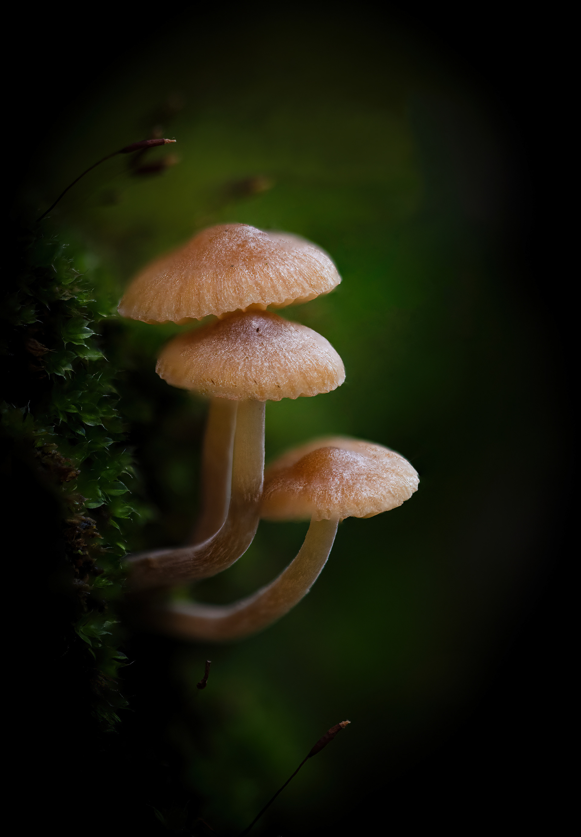 Pilze - Würzburg - 25.10.2022