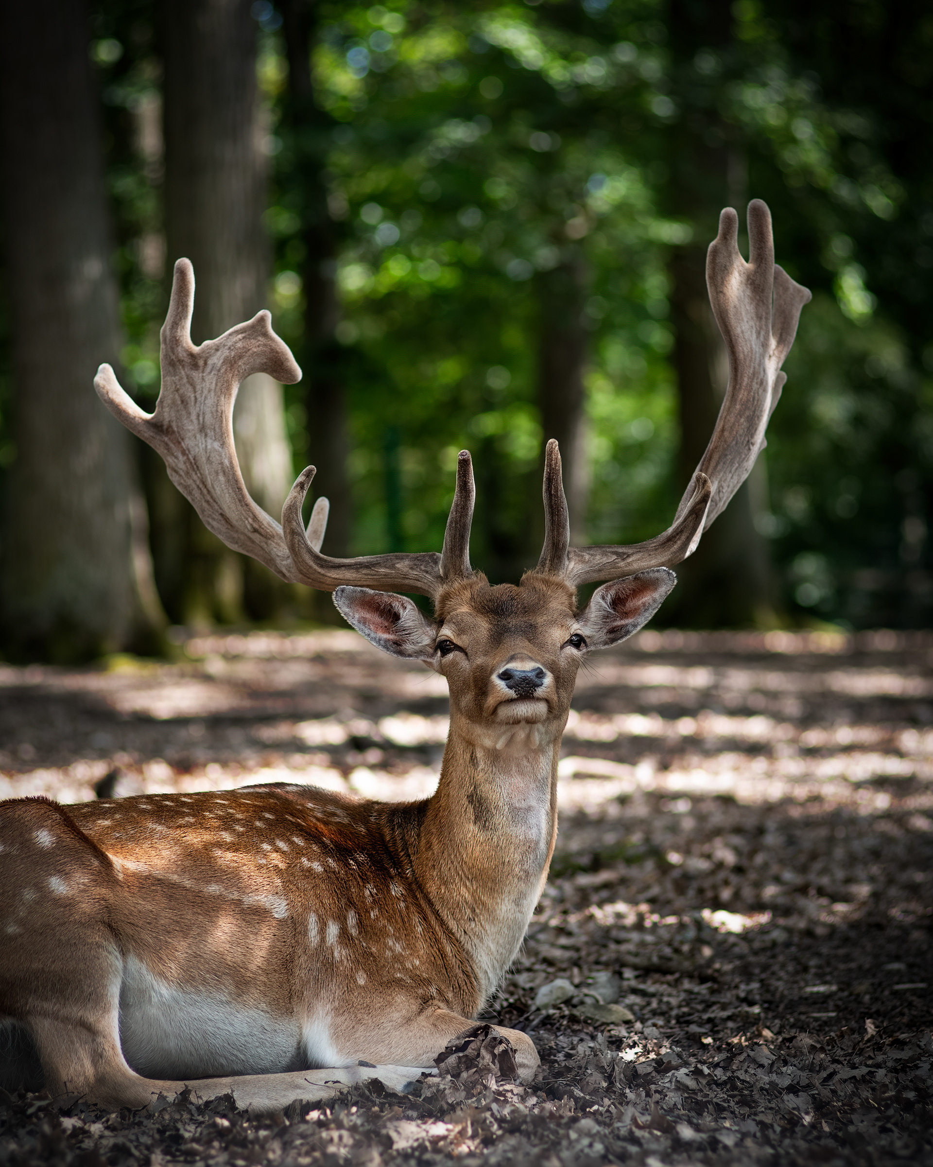 Hirsch - Wildpark Schweinfurt - 12.08.2023