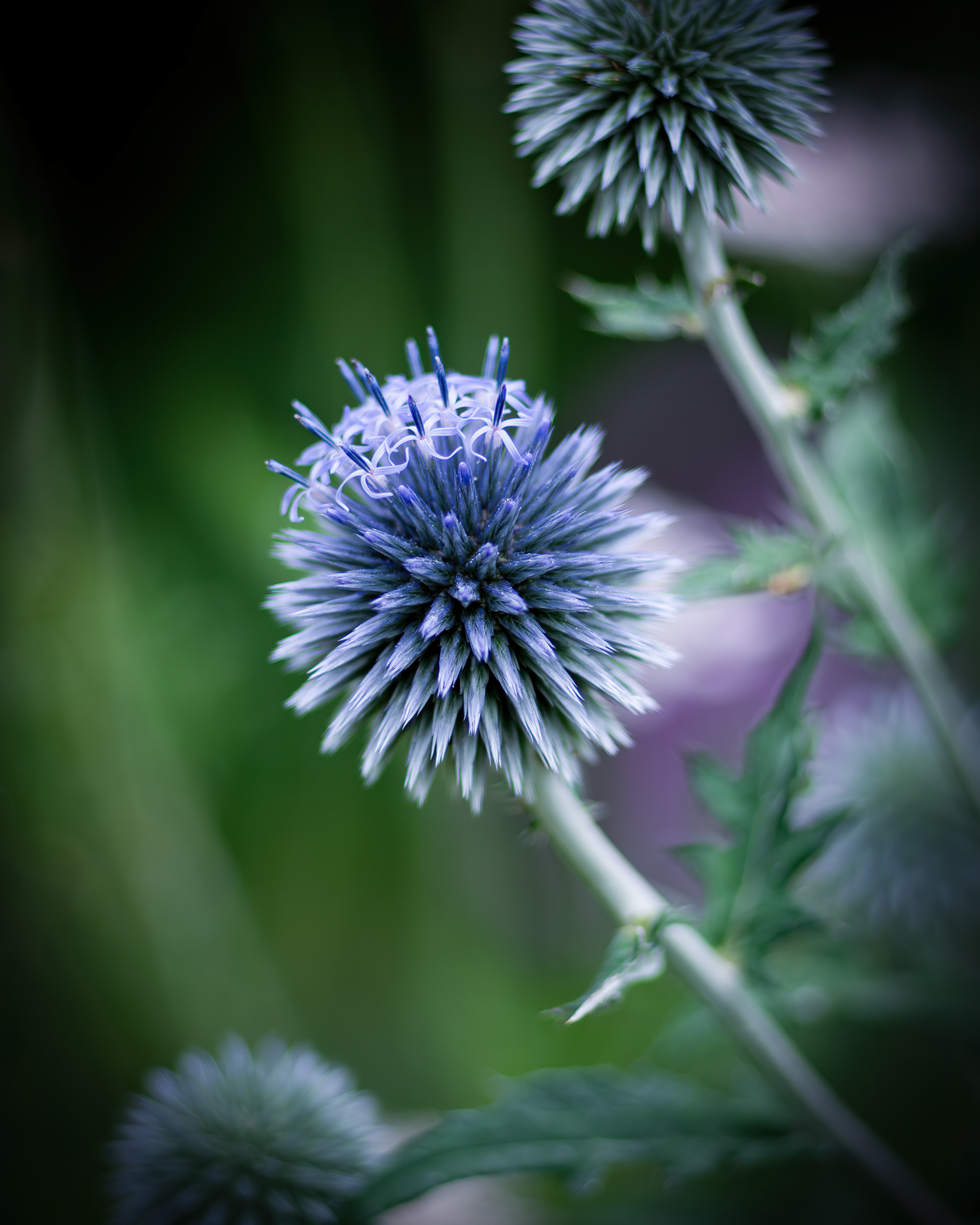 Distel - Botanischer Garten Würzburg - 24.06.2023