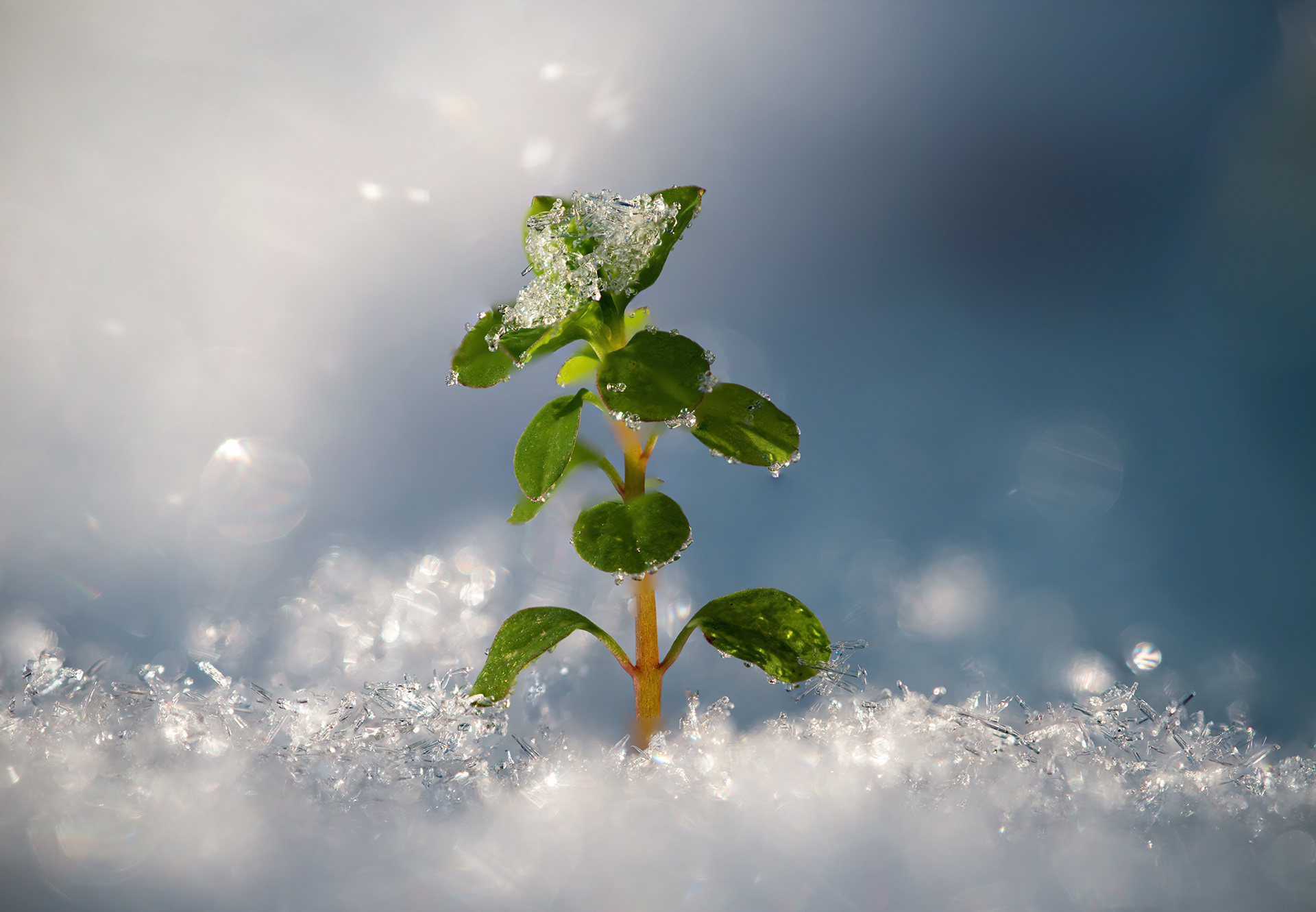Winterzauber - Botanischer Garten Würzburg - 15.12.2022