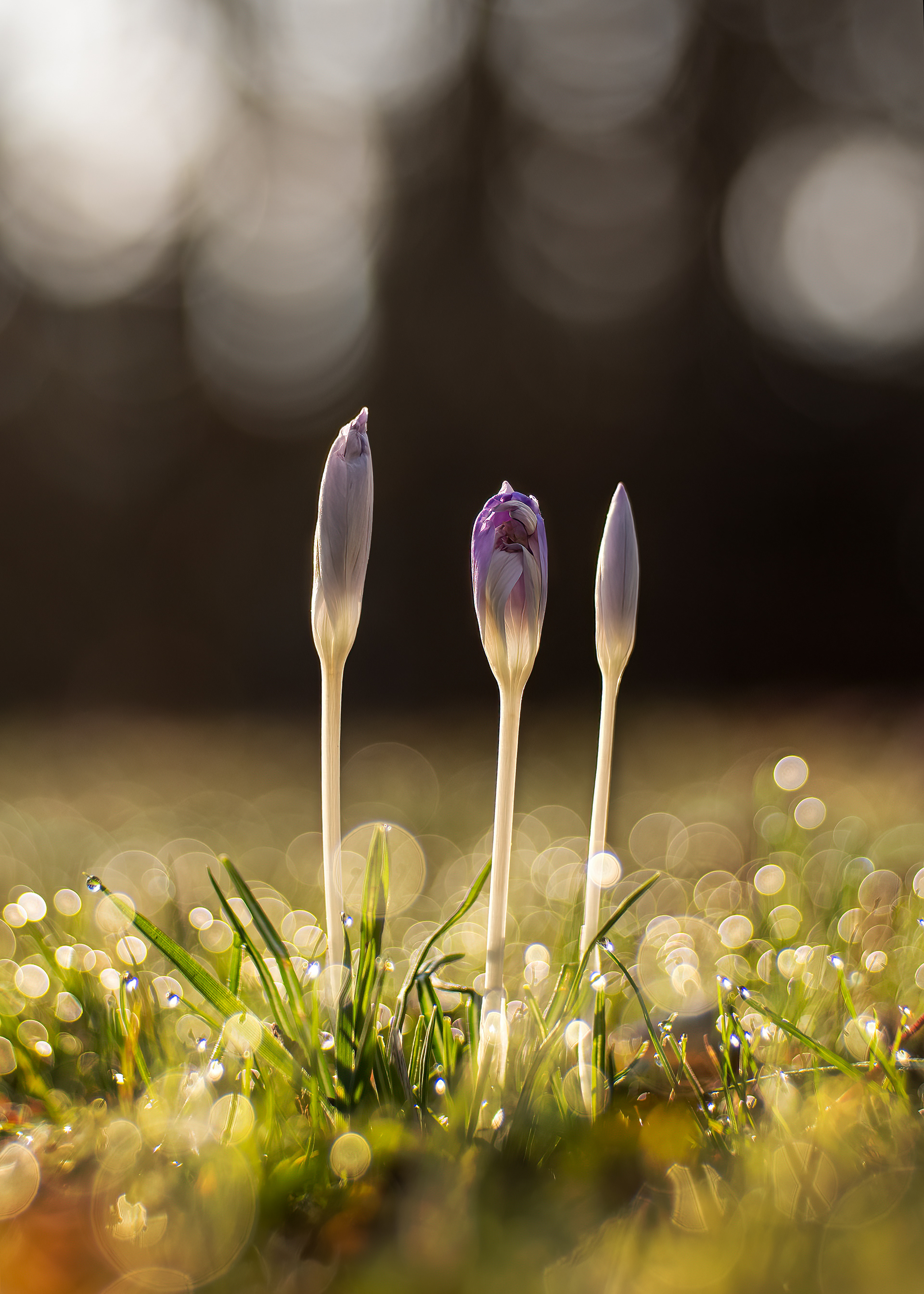 Krokus - Botanischer Garten Würzburg - 17.02.2024 (Annahme beim Quartalswettbewerb 2/2024 DVF Bayern)