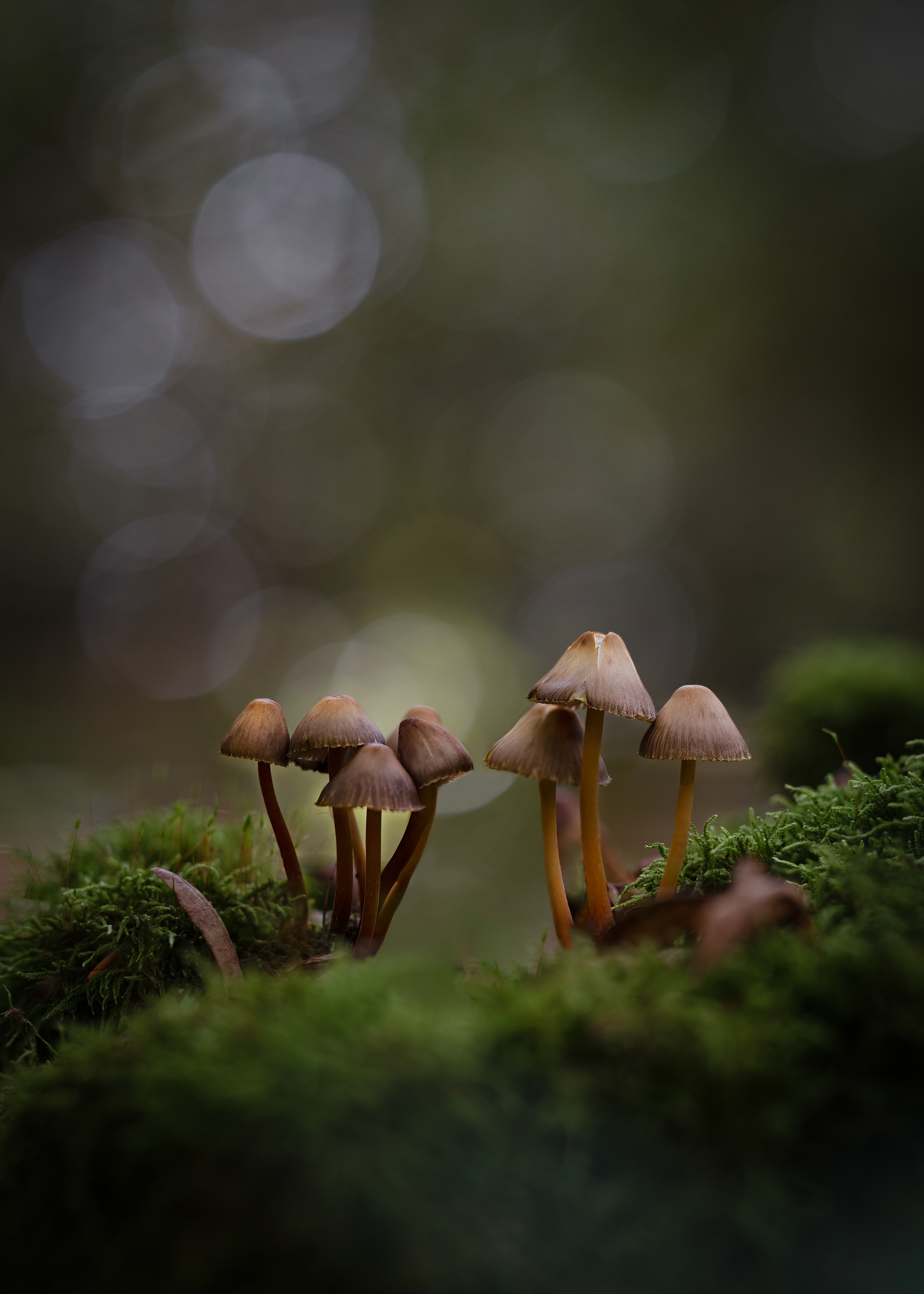 Pilze - Guttenberger Wald (Würzburg) - 22.10.2023