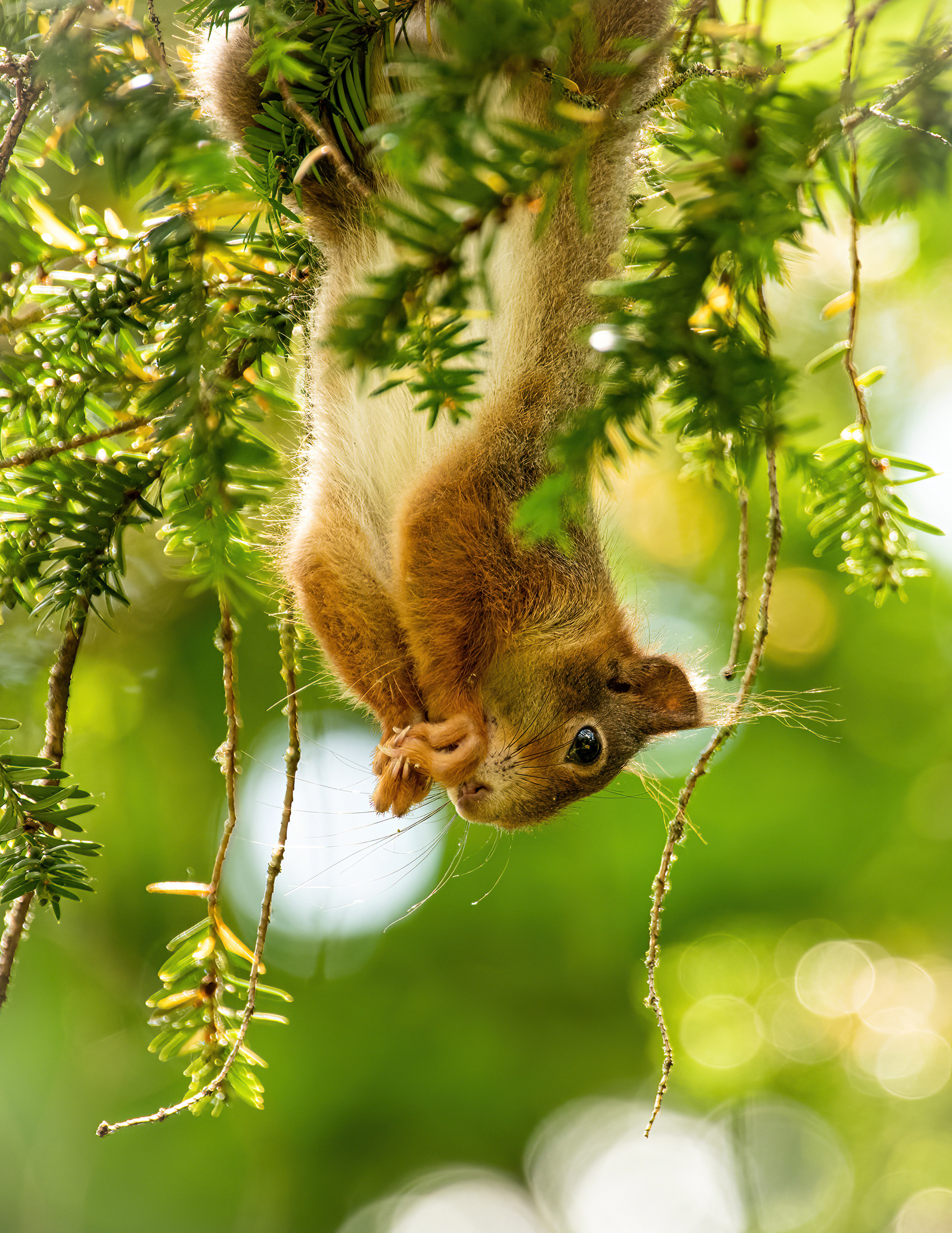 Eichhörnchen - Ringpark Würzburg - 29.05.2022 (Annahme in der Mainfränkischen Fotomeisterschaft 2022)