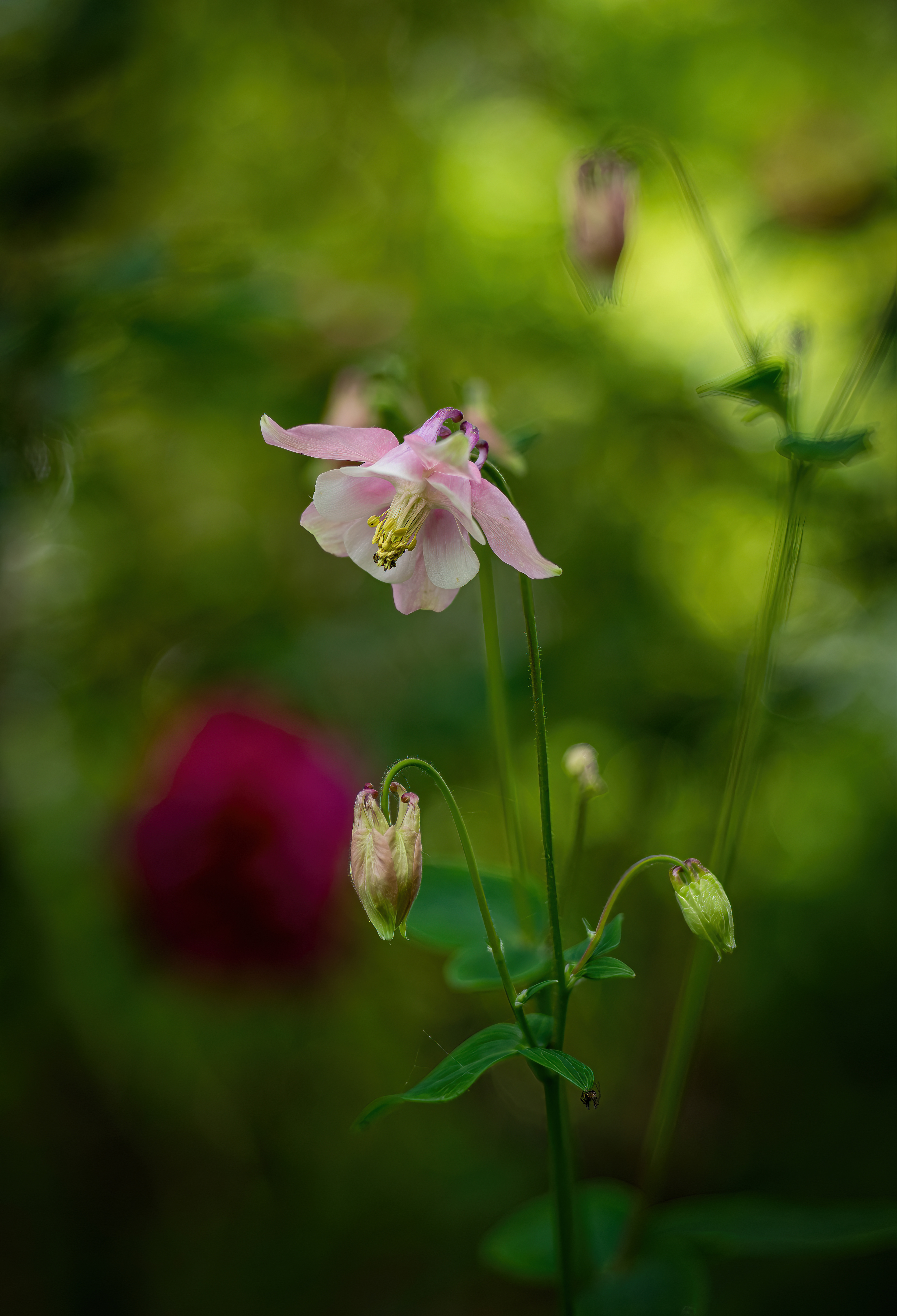 Akelei - Botanischer Garten Würzburg - 17.05.2023