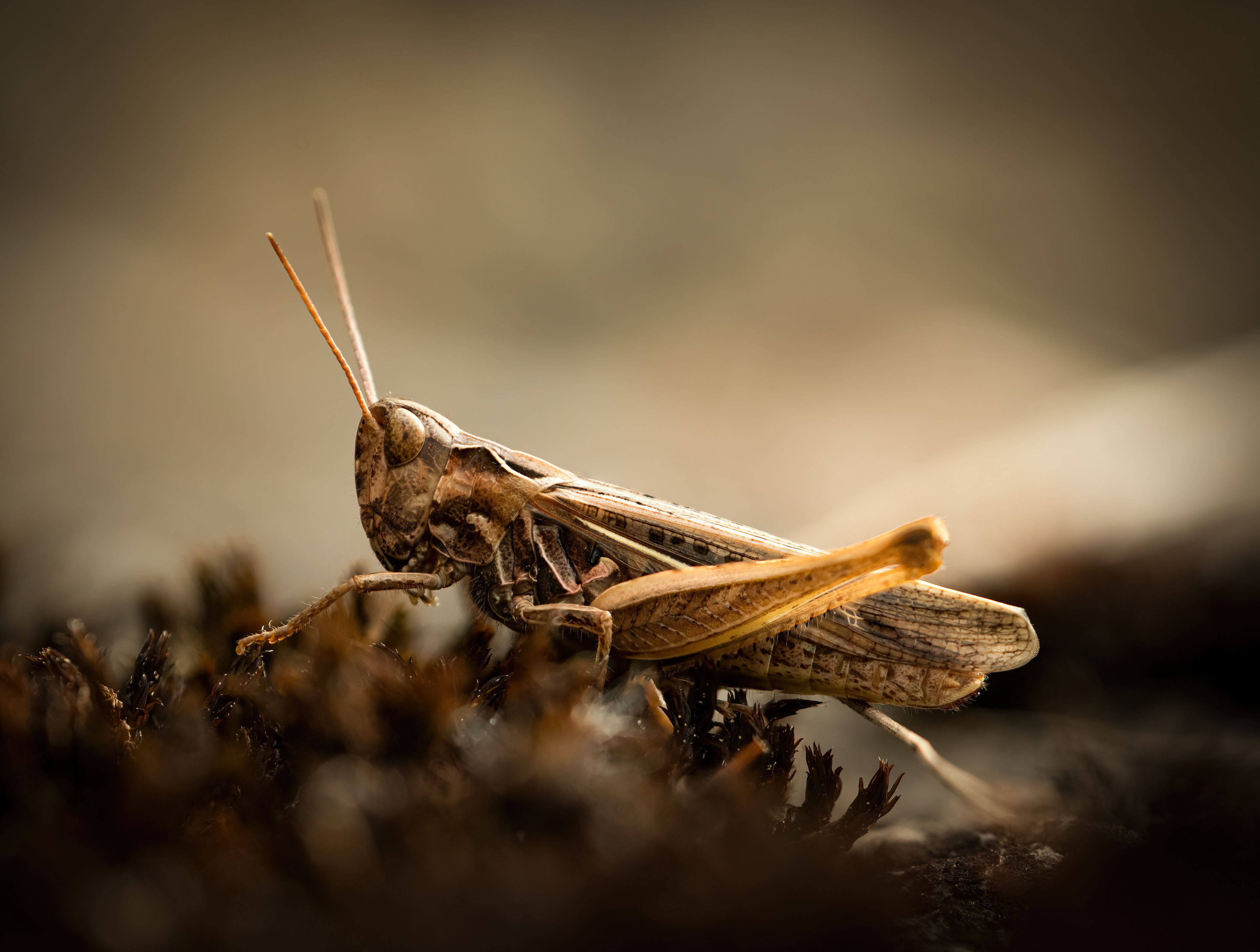 Heuschrecke - Botanischer Garten Würzburg - 31.07.2022