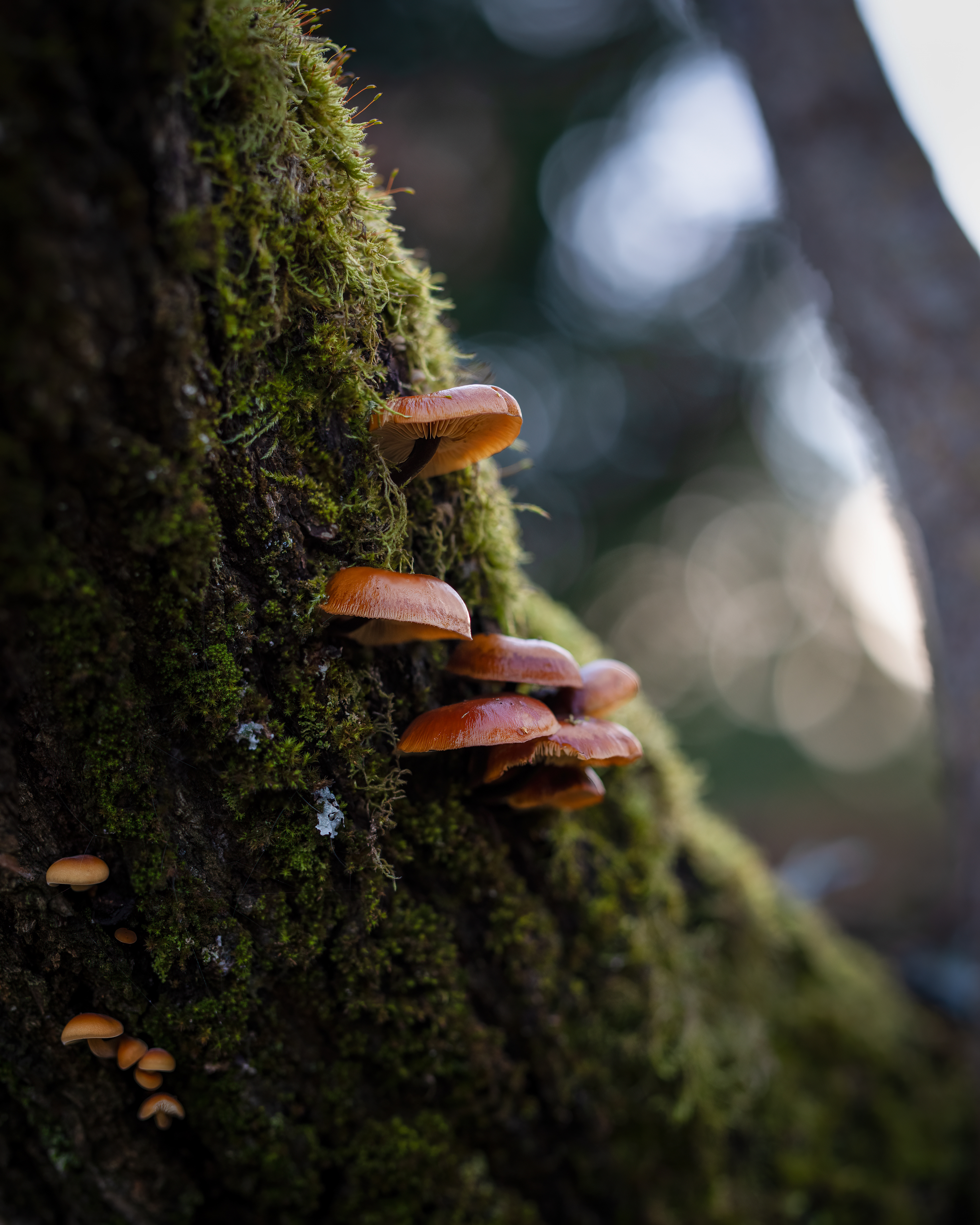 Pilze - Botanischer Garten Würzburg - 10.12.2023