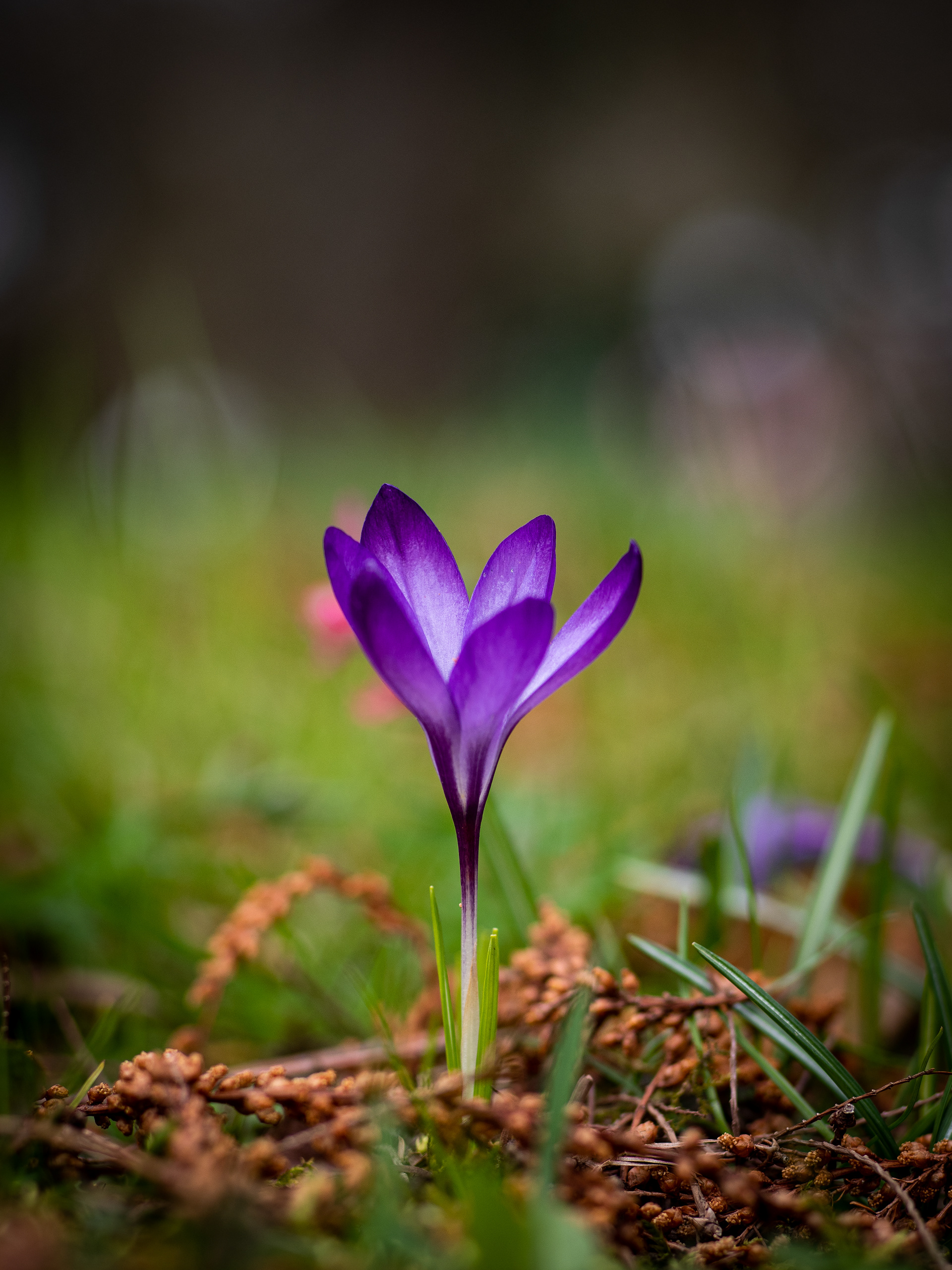 Krokus - Botanischer Garten Würzburg - 19.03.2023