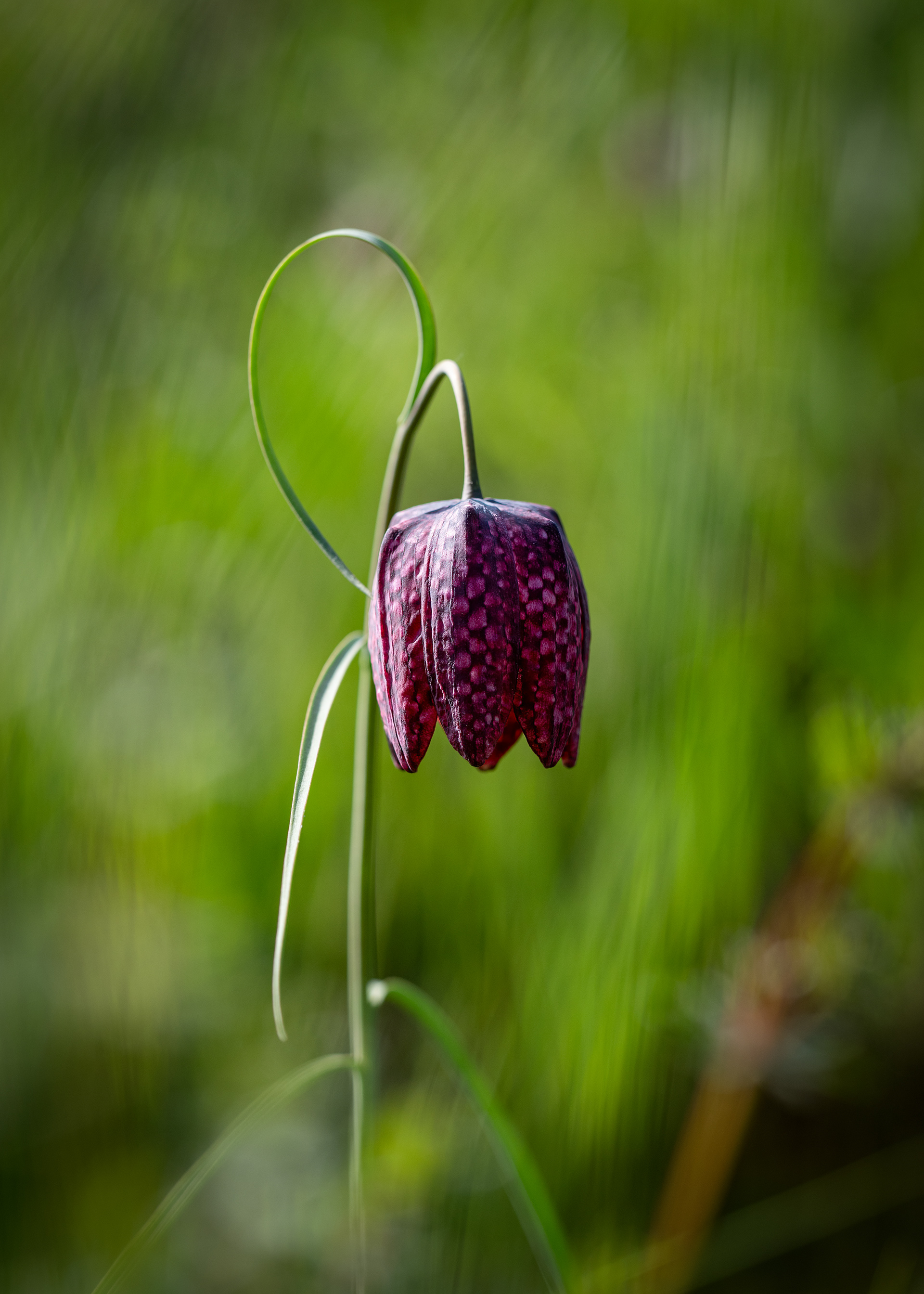Schachbrettblume - Sinngrund (Main-Spessart) - 06.04.2024