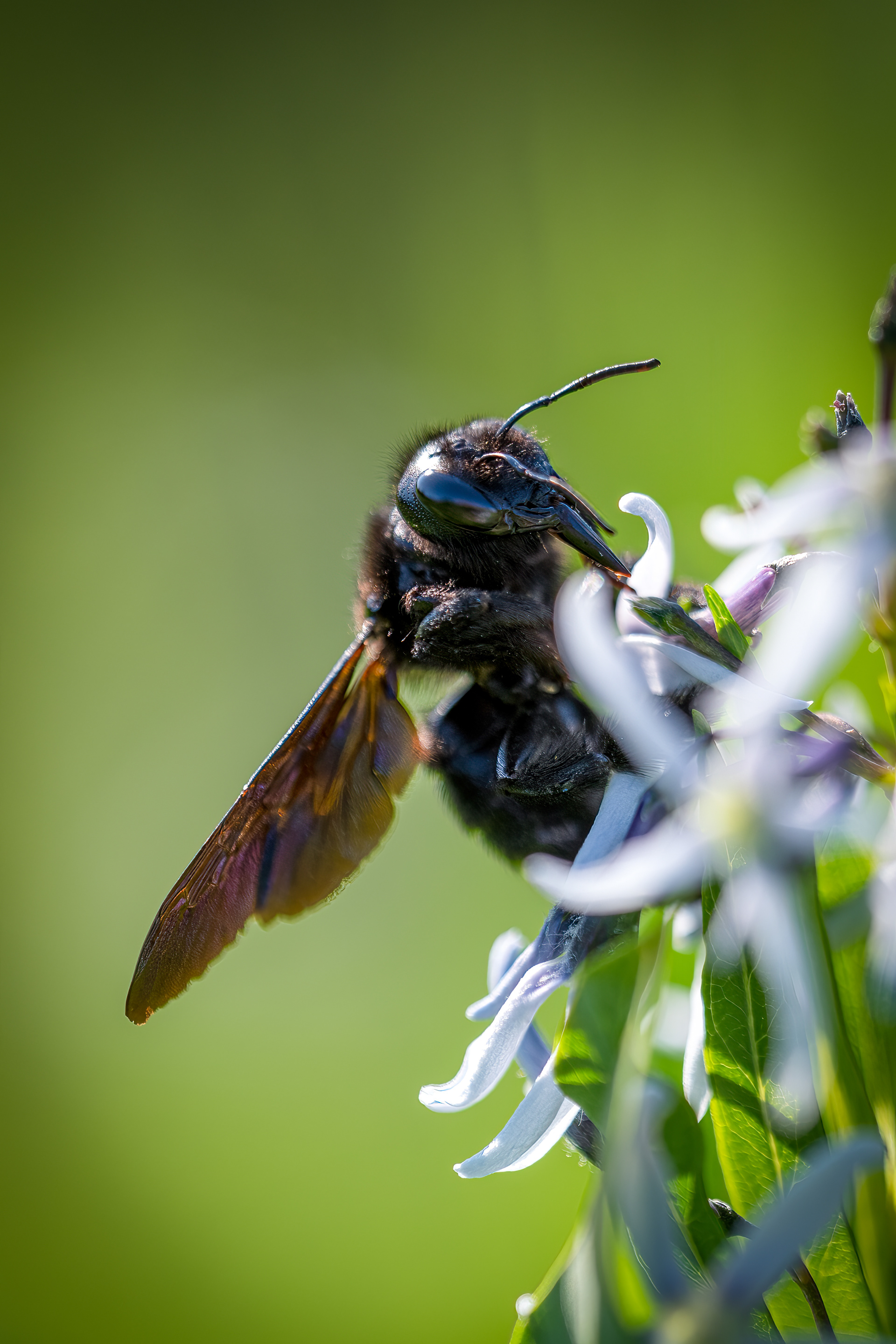 Holzbiene - Botanischer Garten Würzburg - 10.06.2023