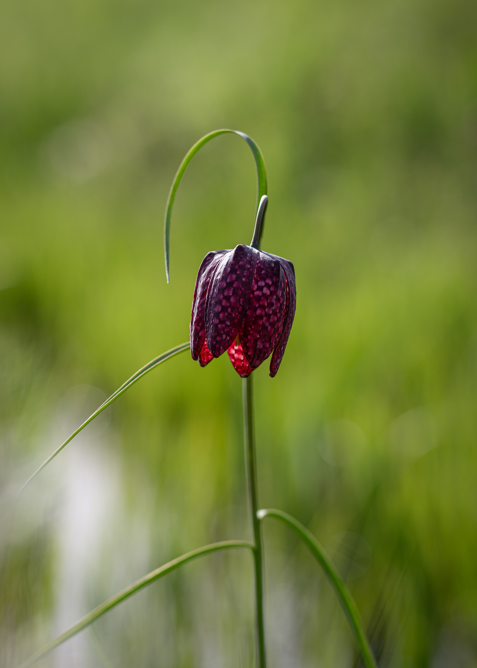 Schachbrettblume - Sinngrund (Main-Spessart) - 06.04.2024