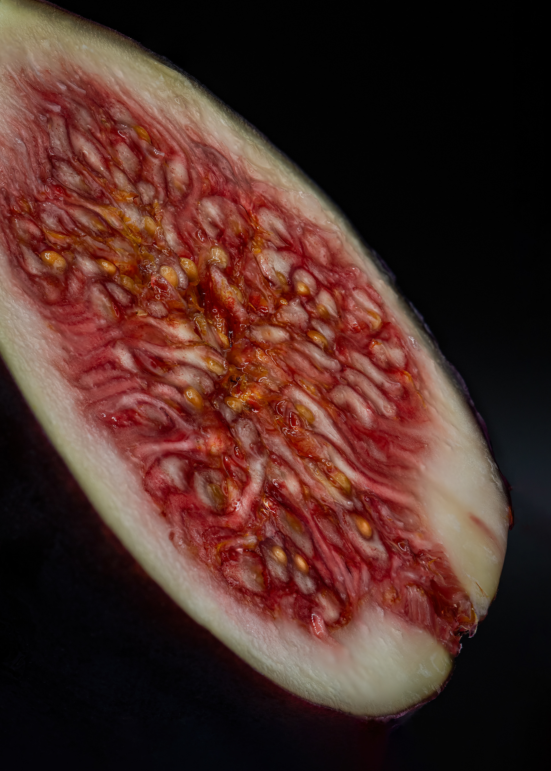 Feige Makro - Würzburg - 11.10.2023