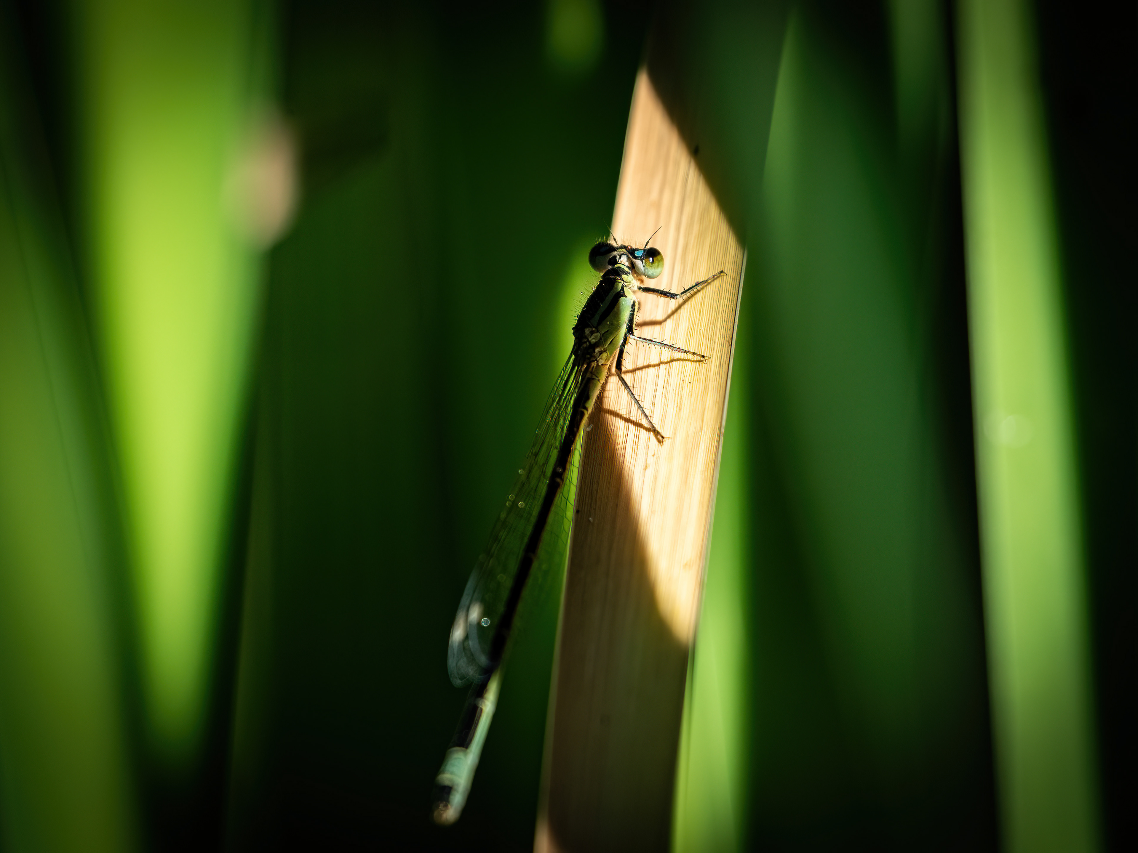 Libelle - Botanischer Garten Würzburg - 16.07.2022