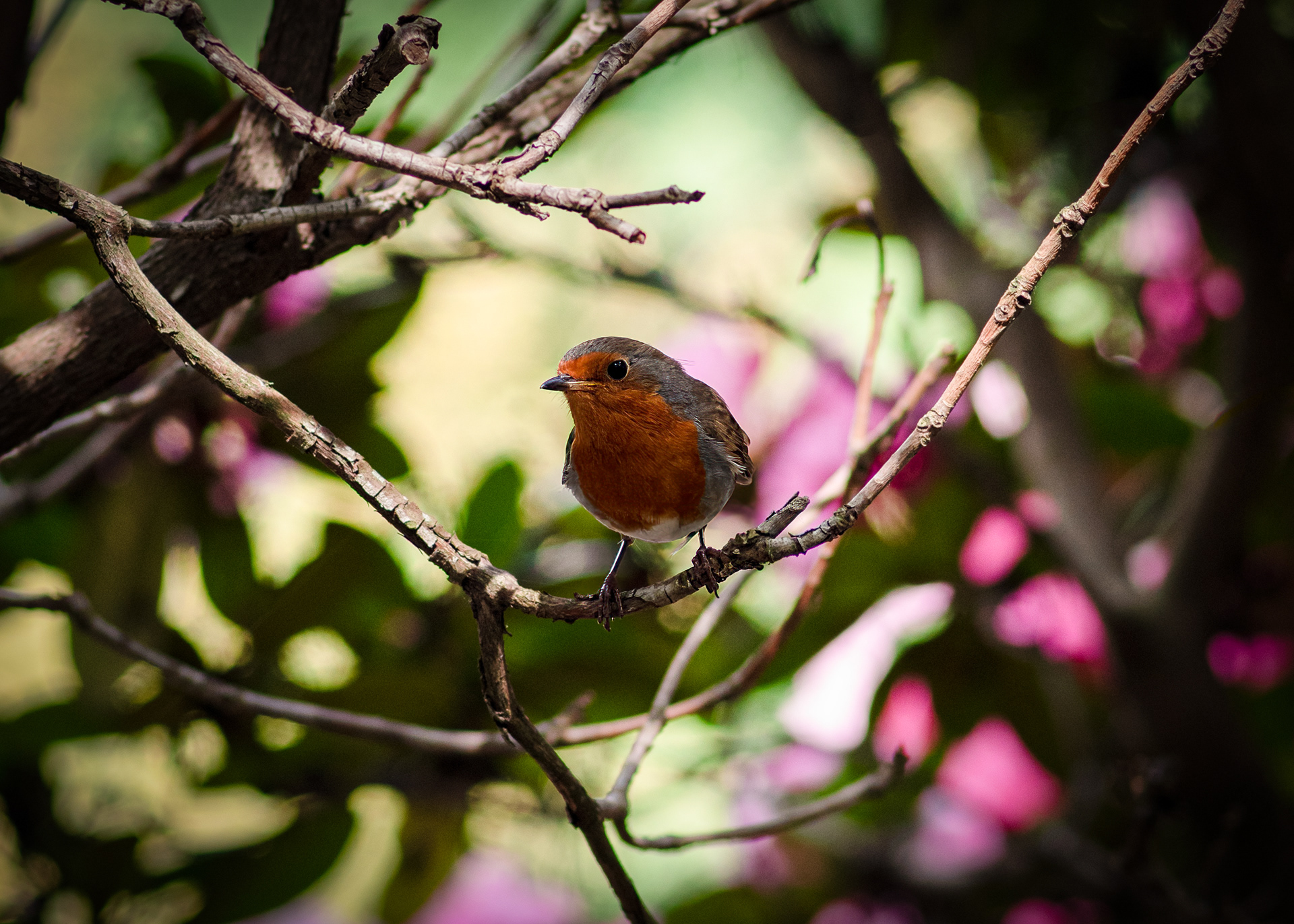 Rotkehlchen - Palmengarten Frankfurt - 21.05.2023