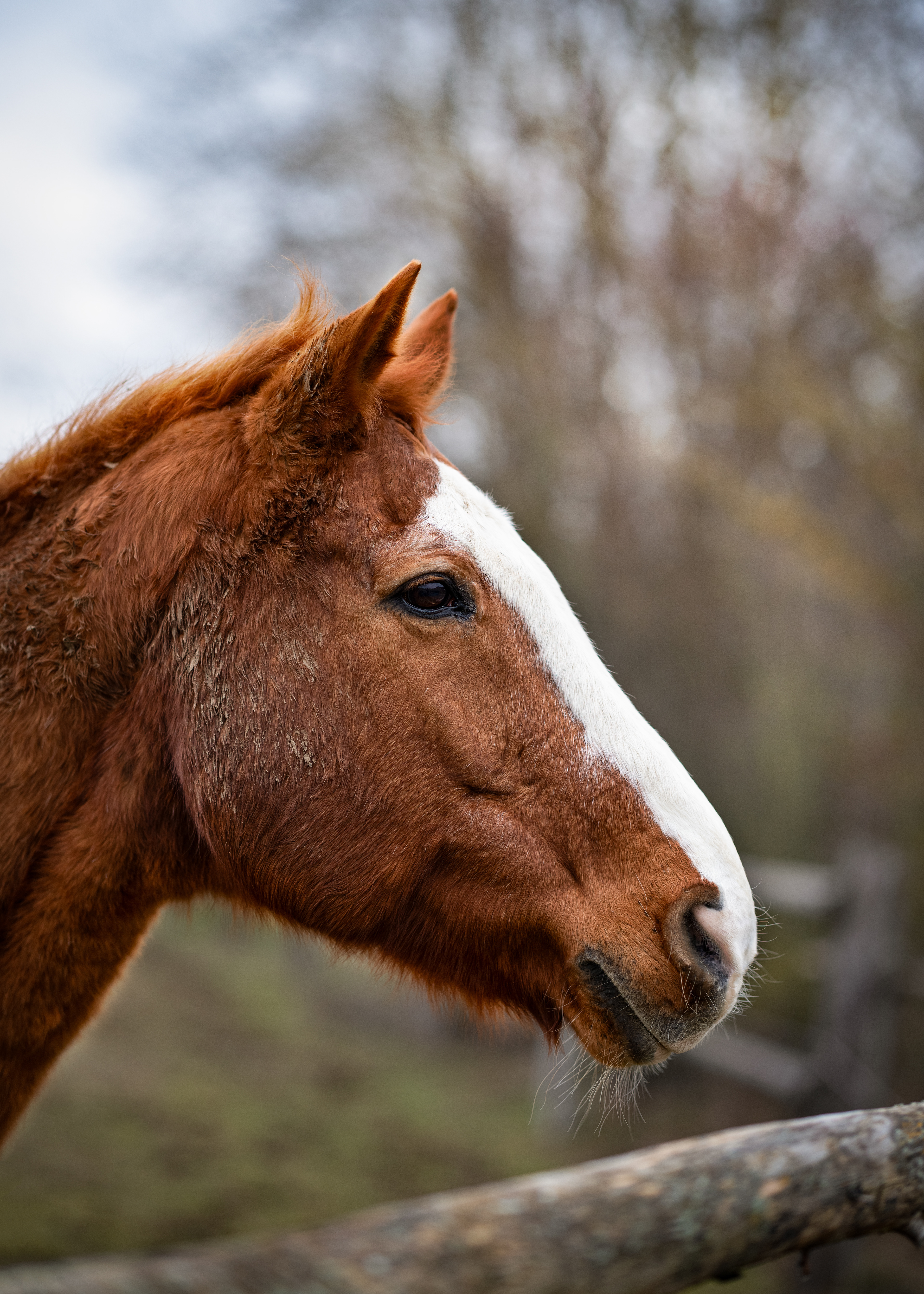 Pferd - Reichenberg - 07.01.2024