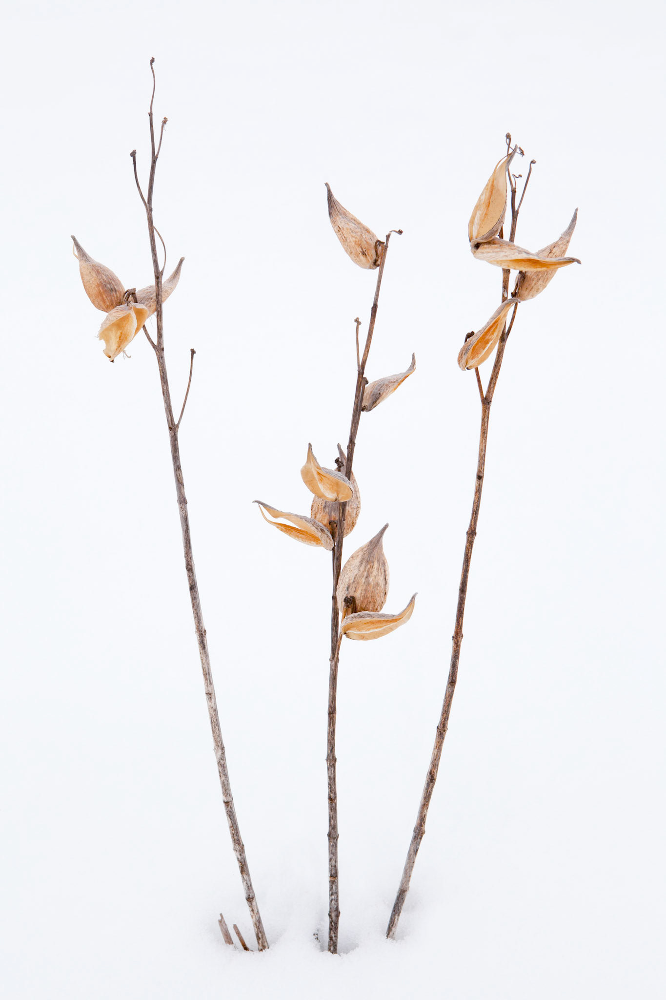 Milkweed