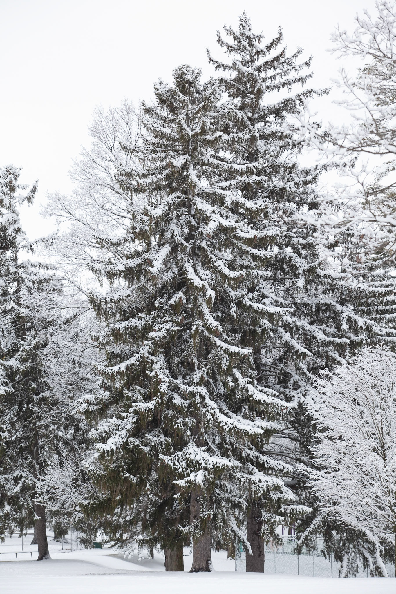 Winter Pines