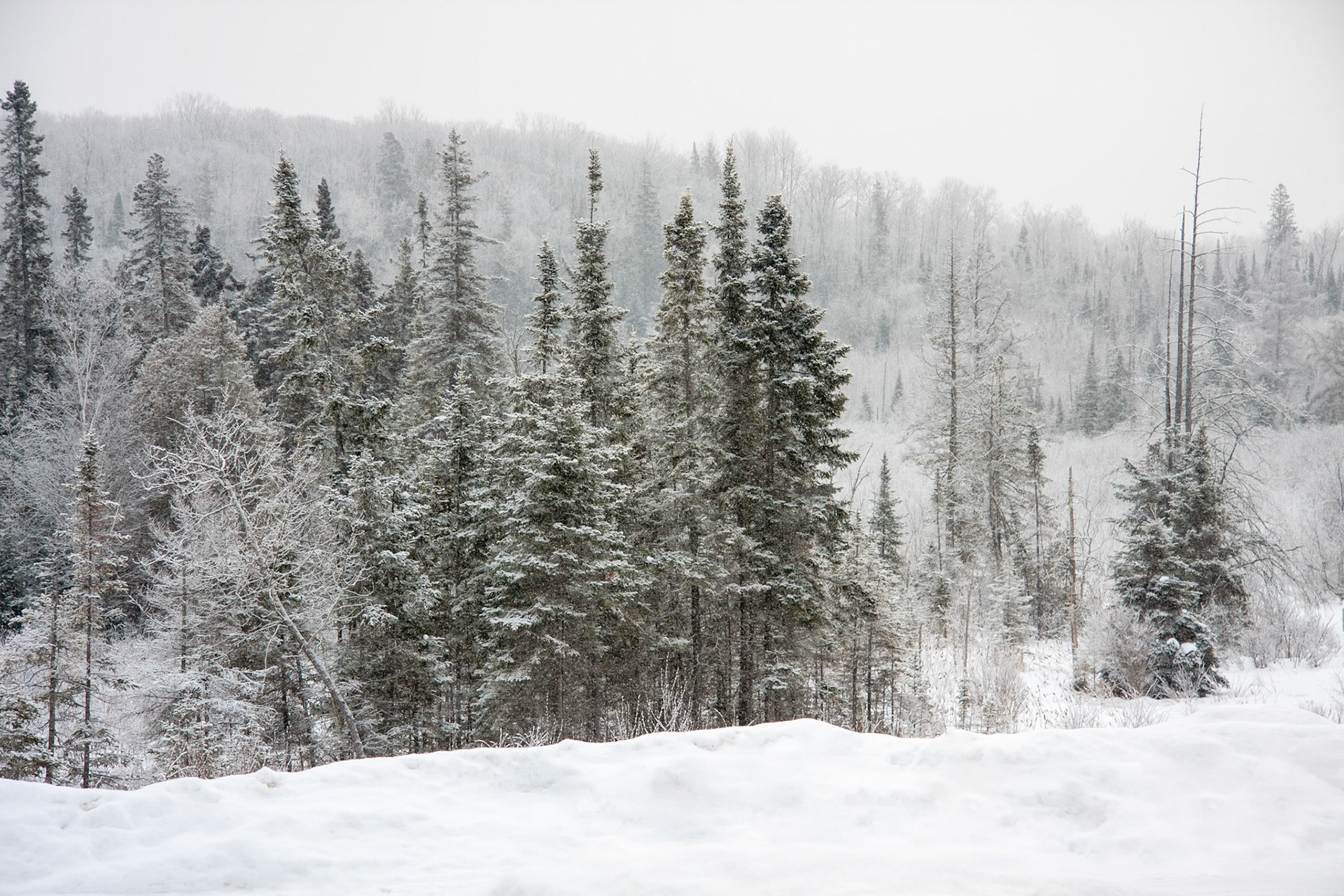 Algonquin Winter
