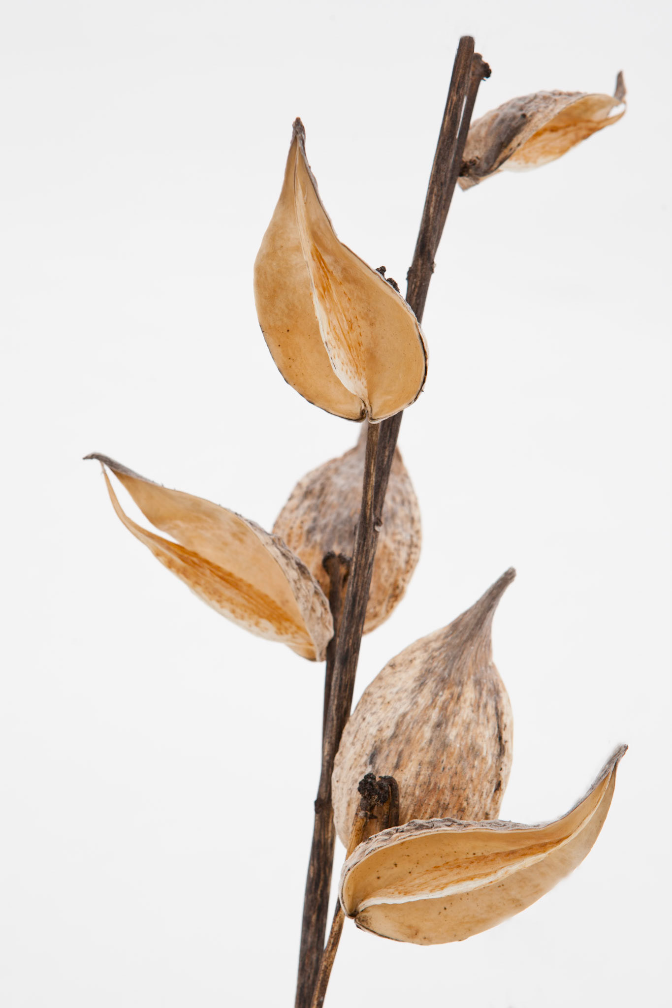 Milkweed Pod Close Up