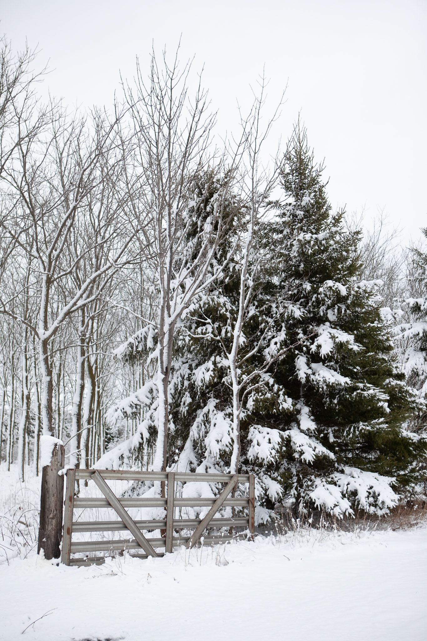 Winter Gate