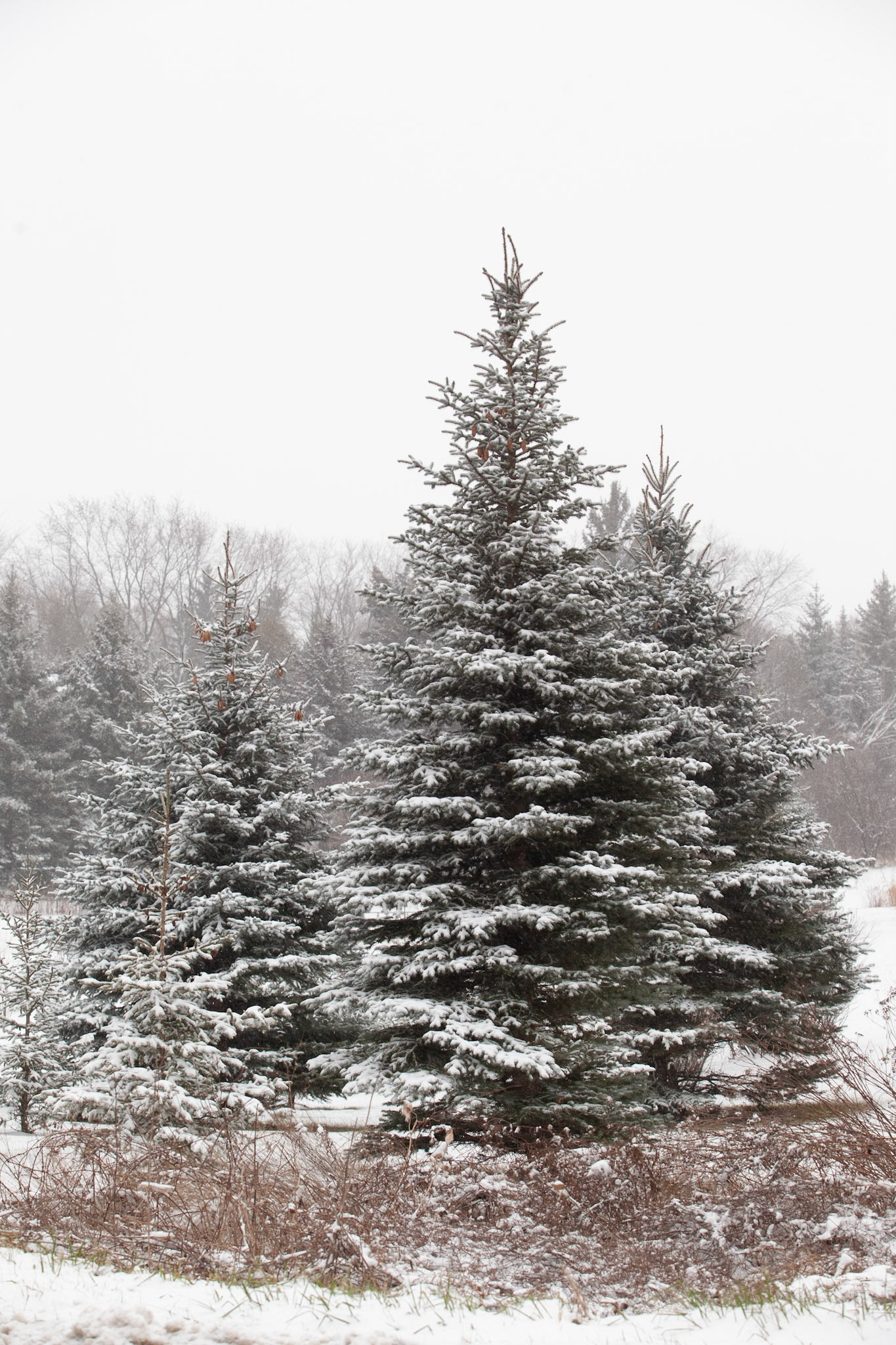 Winter Bush