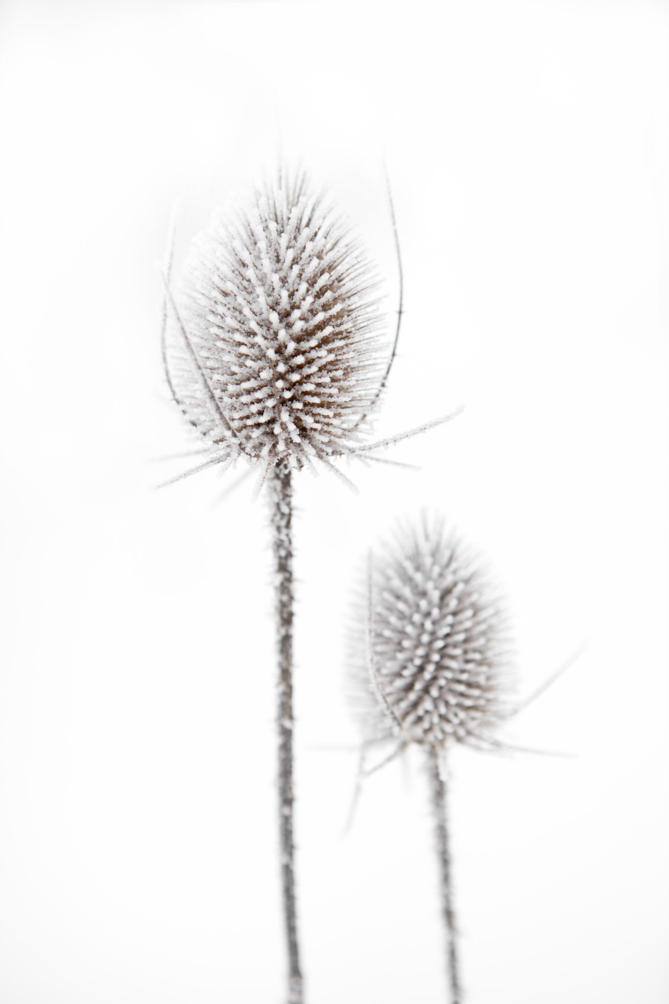 Teasels V