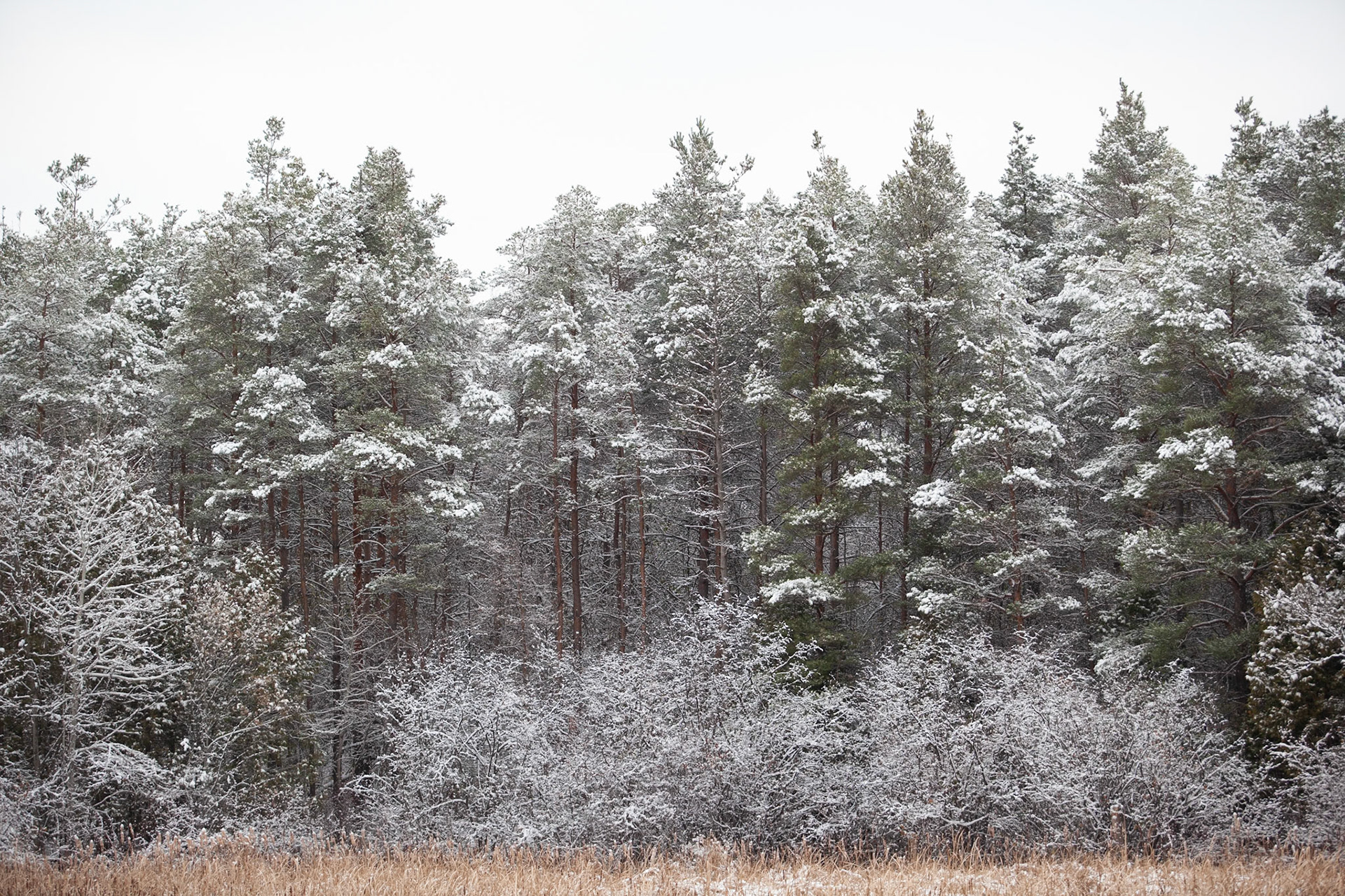 Winter Forest