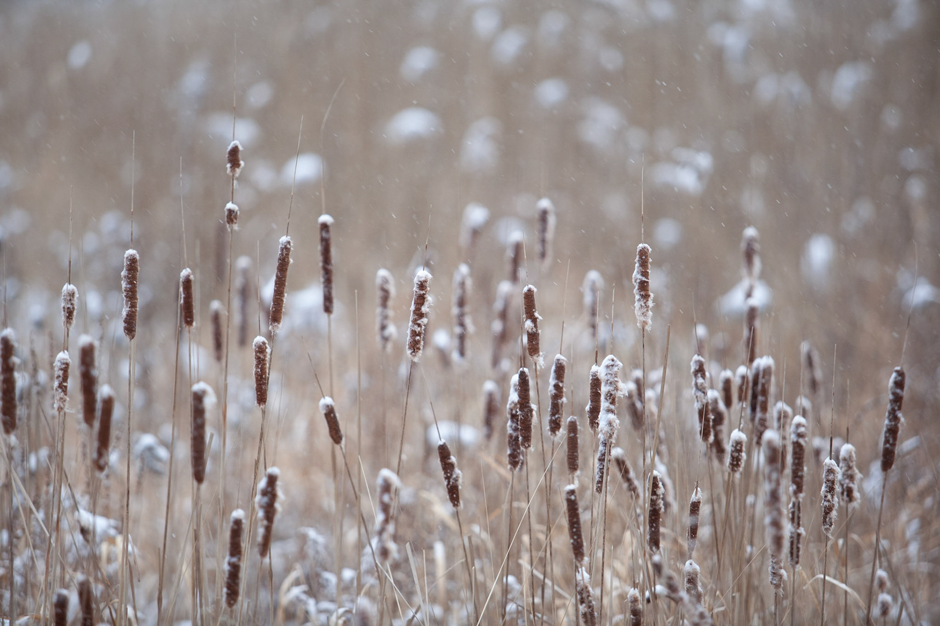 Bullrushes