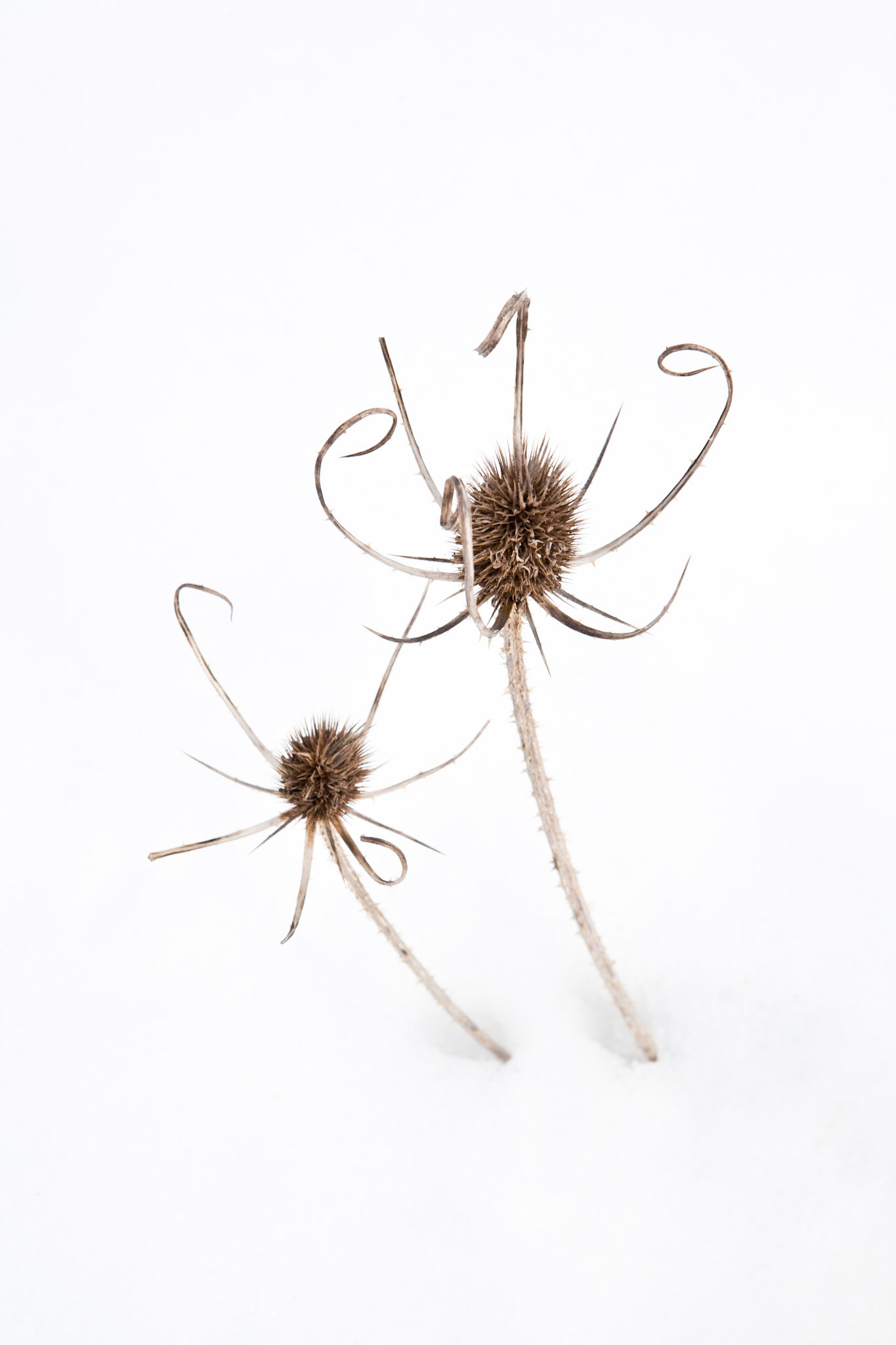 2 teasels